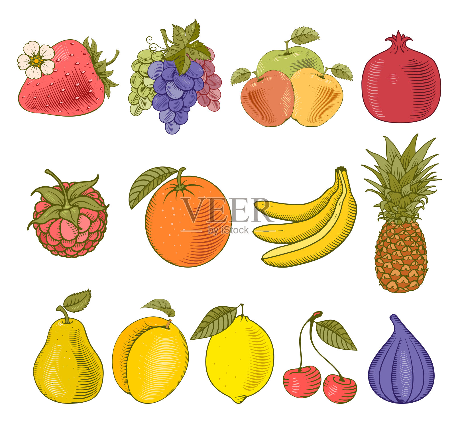 水果和浆果插画图片素材