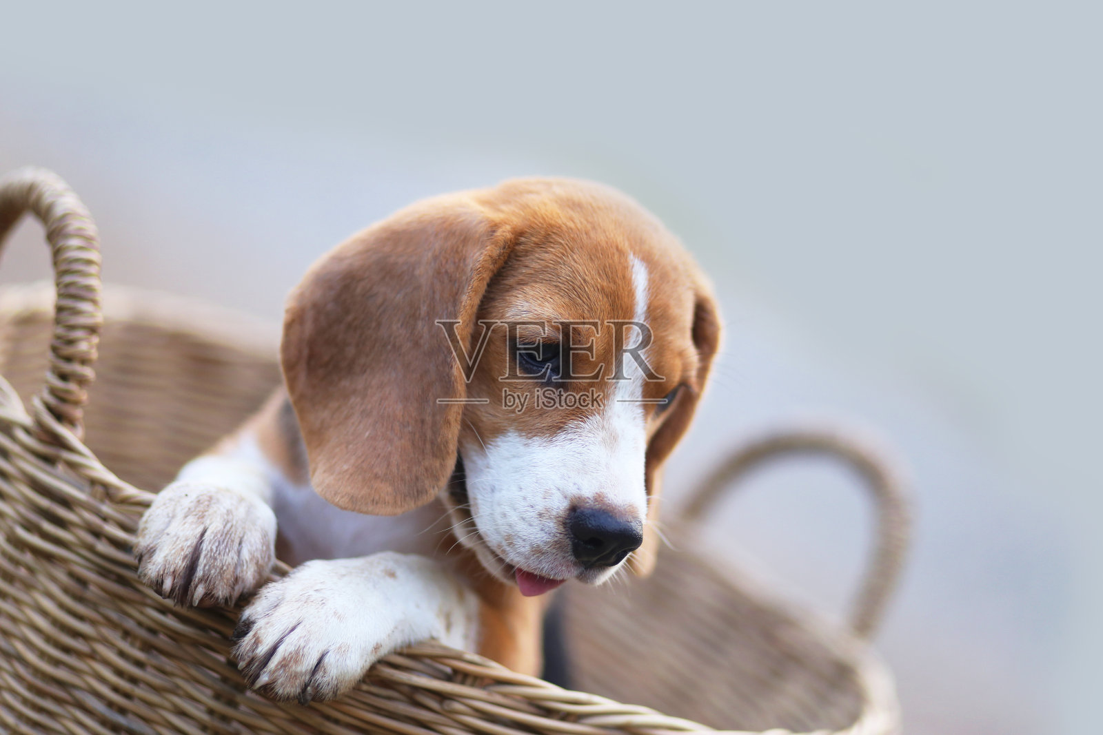 一个小猎犬狗躺在柳条篮子里的特写，它的手抓住了篮子的边缘。照片摄影图片