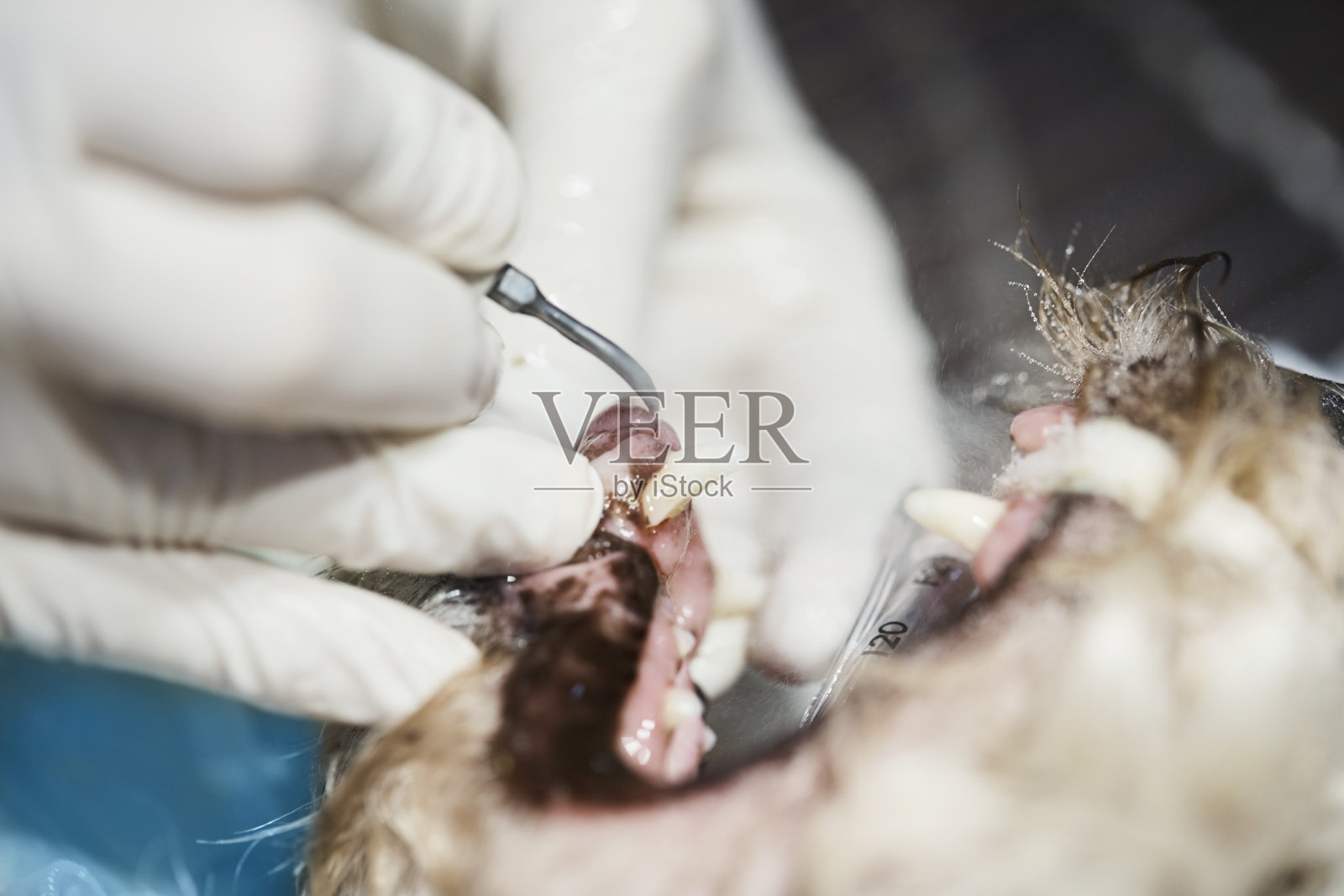 兽医检查狗的牙齿的特写照片摄影图片