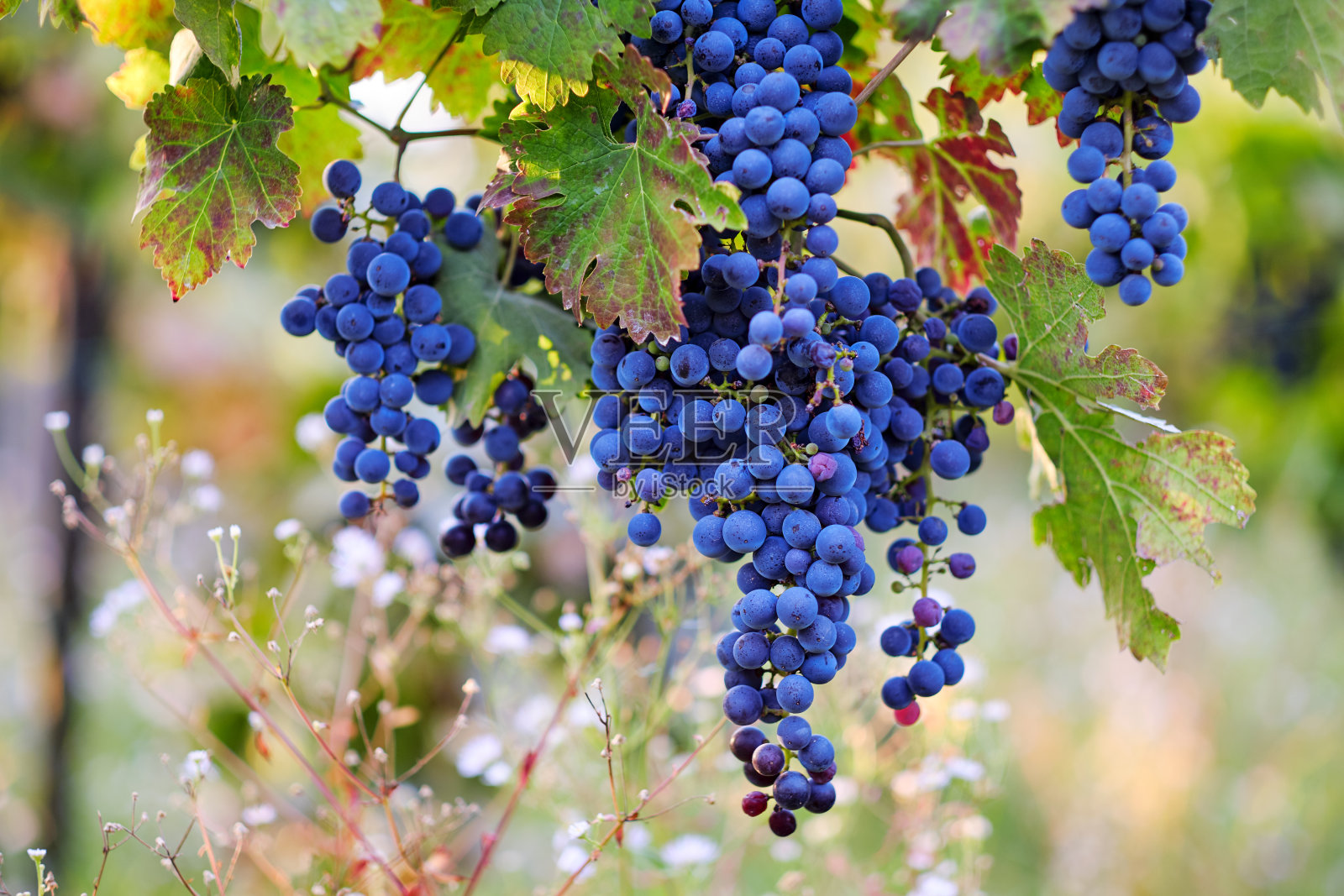 蓝色的葡萄在葡萄藤上，葡萄园在秋天照片摄影图片