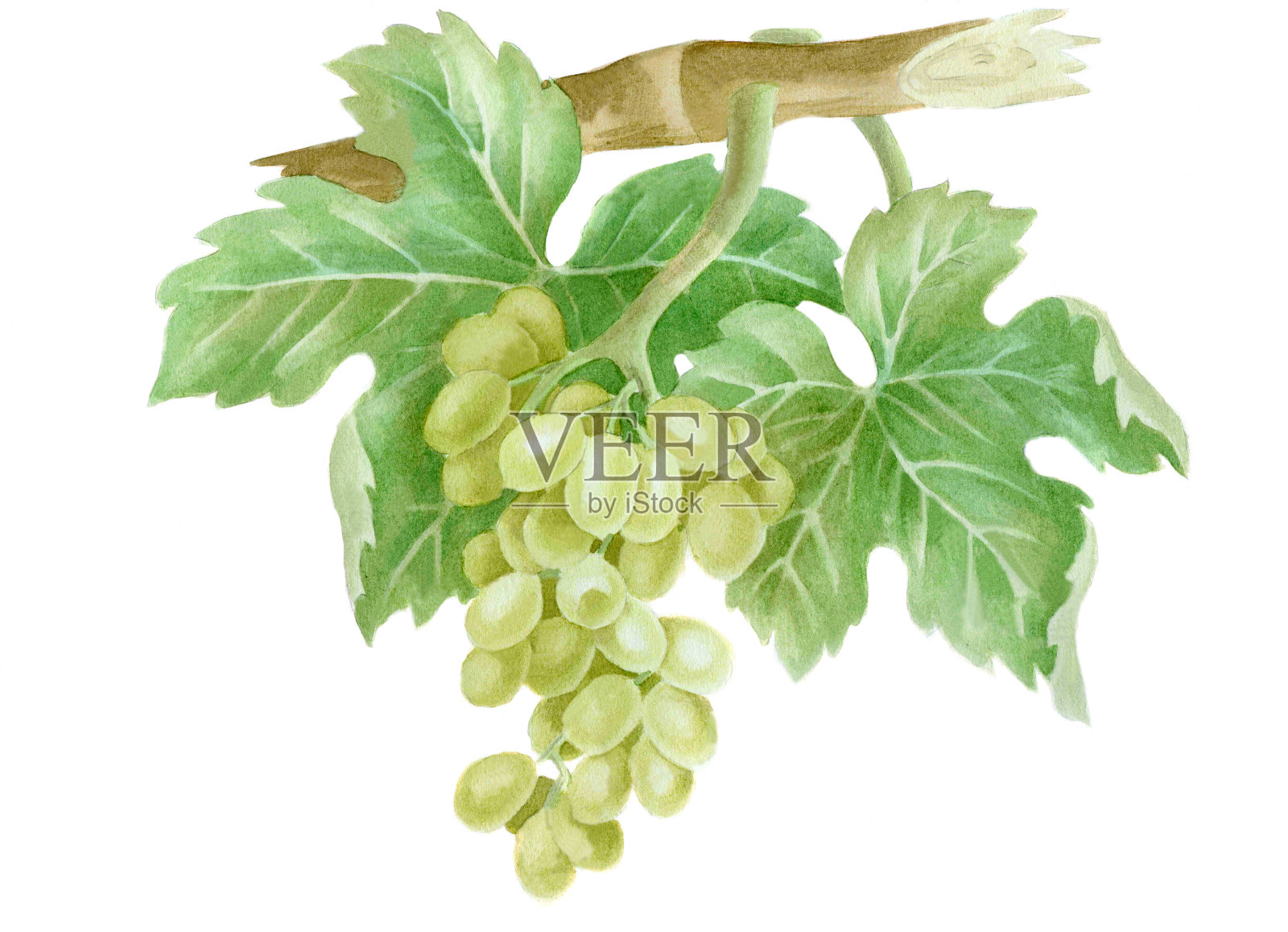 一串葡萄水彩画设计元素图片