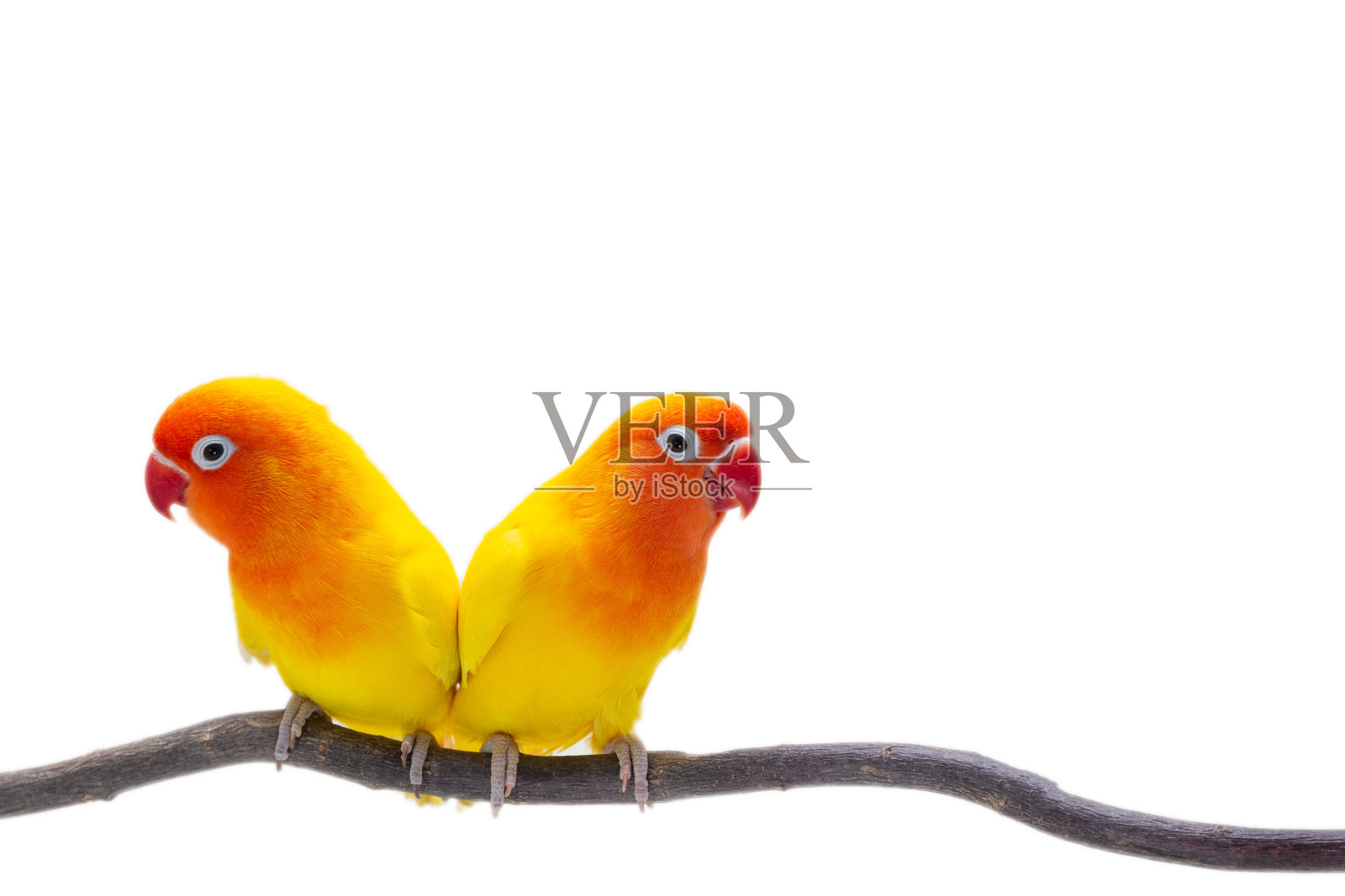 在白色背木上的双黄爱鸟照片摄影图片