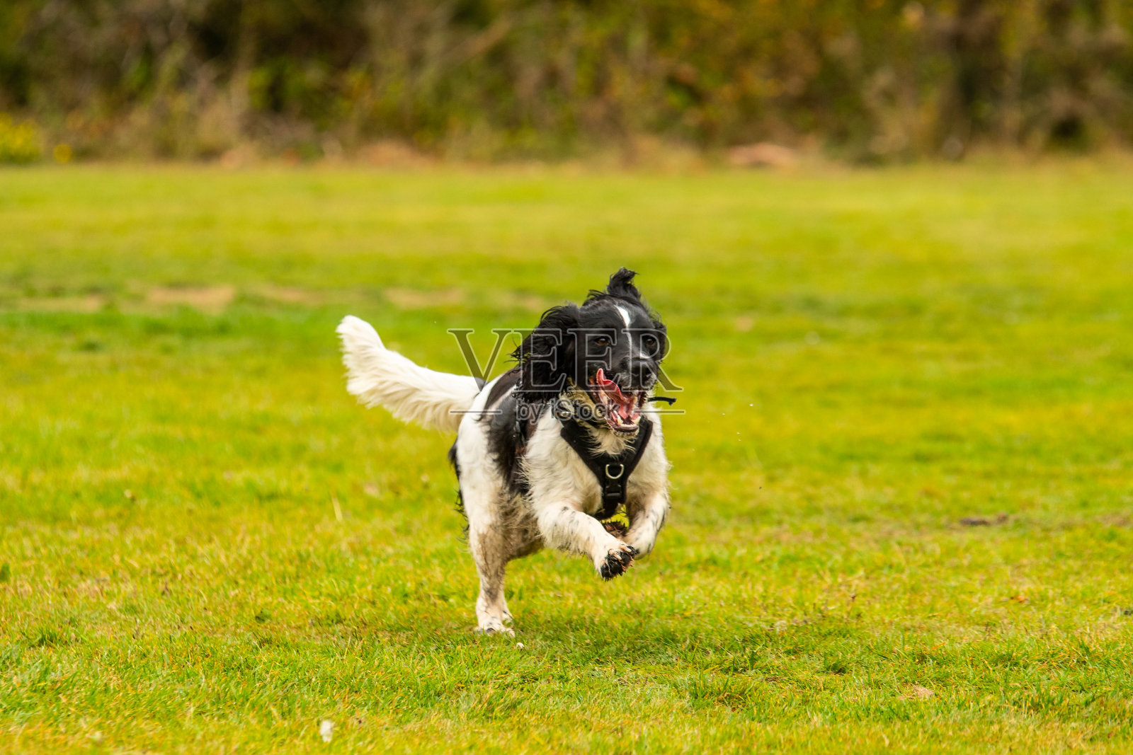活跃的施普林格猎犬在外面奔跑照片摄影图片