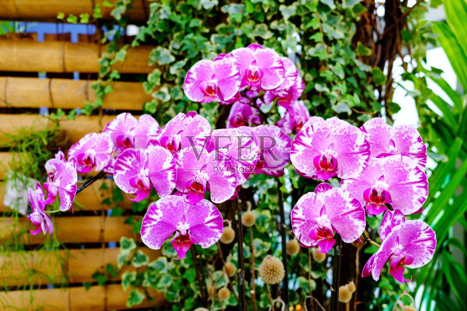 粉红色蝴蝶兰兰花花在热带花园花卉背景照片摄影图片