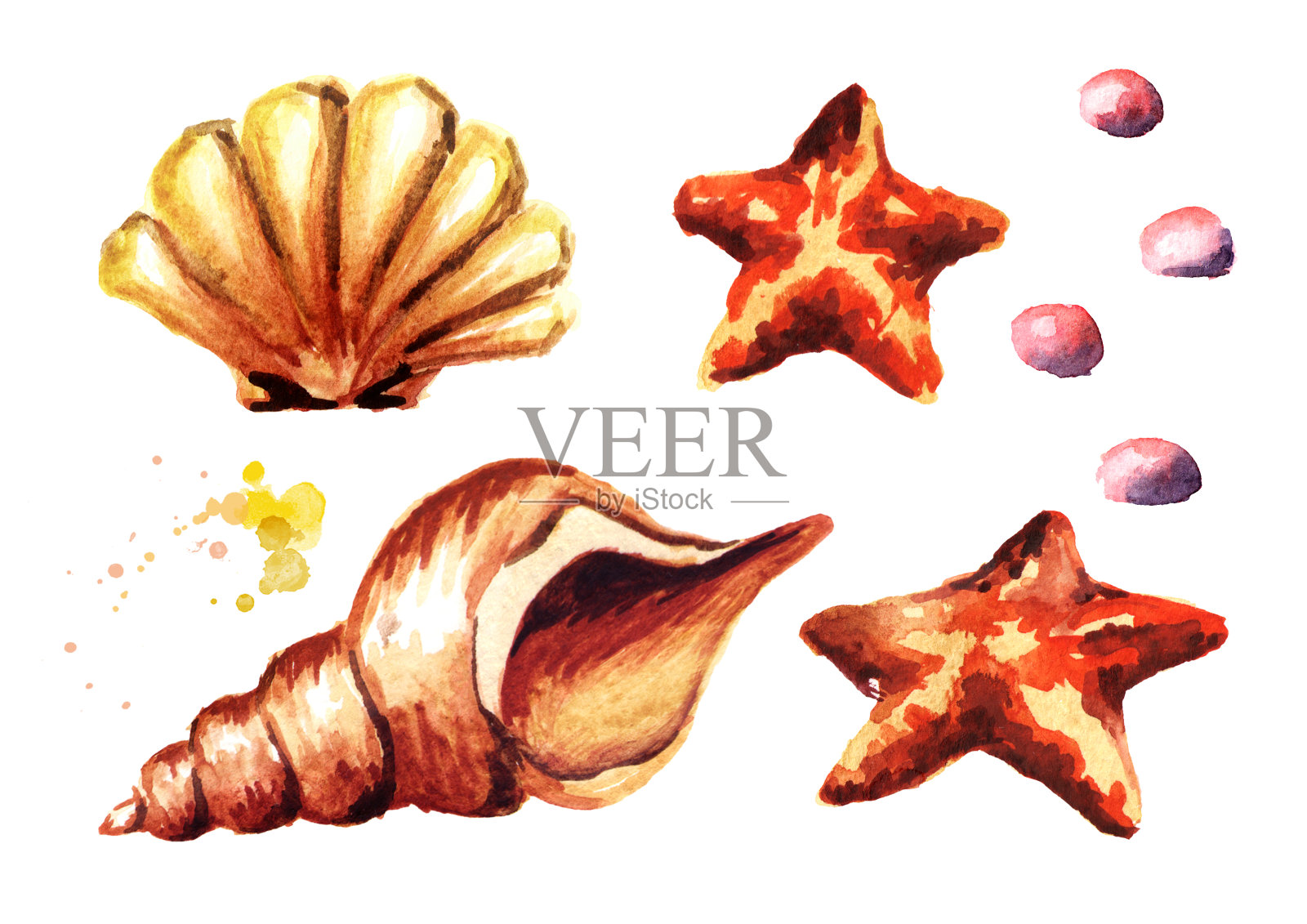贝壳。水彩手绘插图，孤立的白色背景插画图片素材