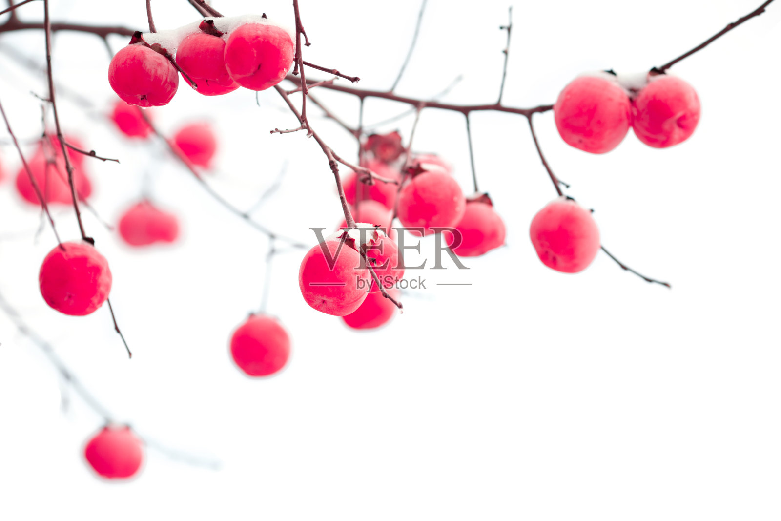 雪下柿子孤果。照片摄影图片