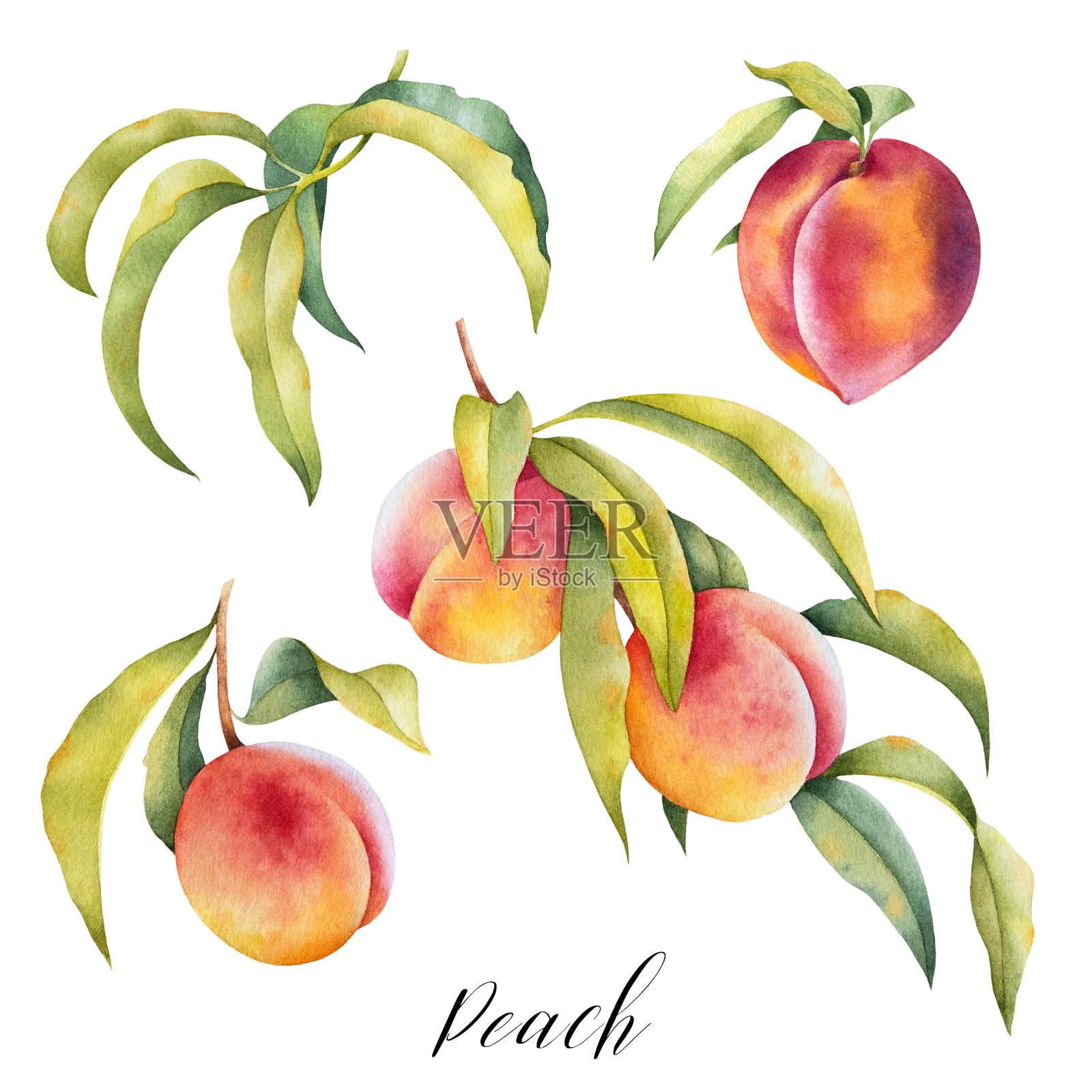 手绘插图的桃子在树枝上与树叶。插画图片素材