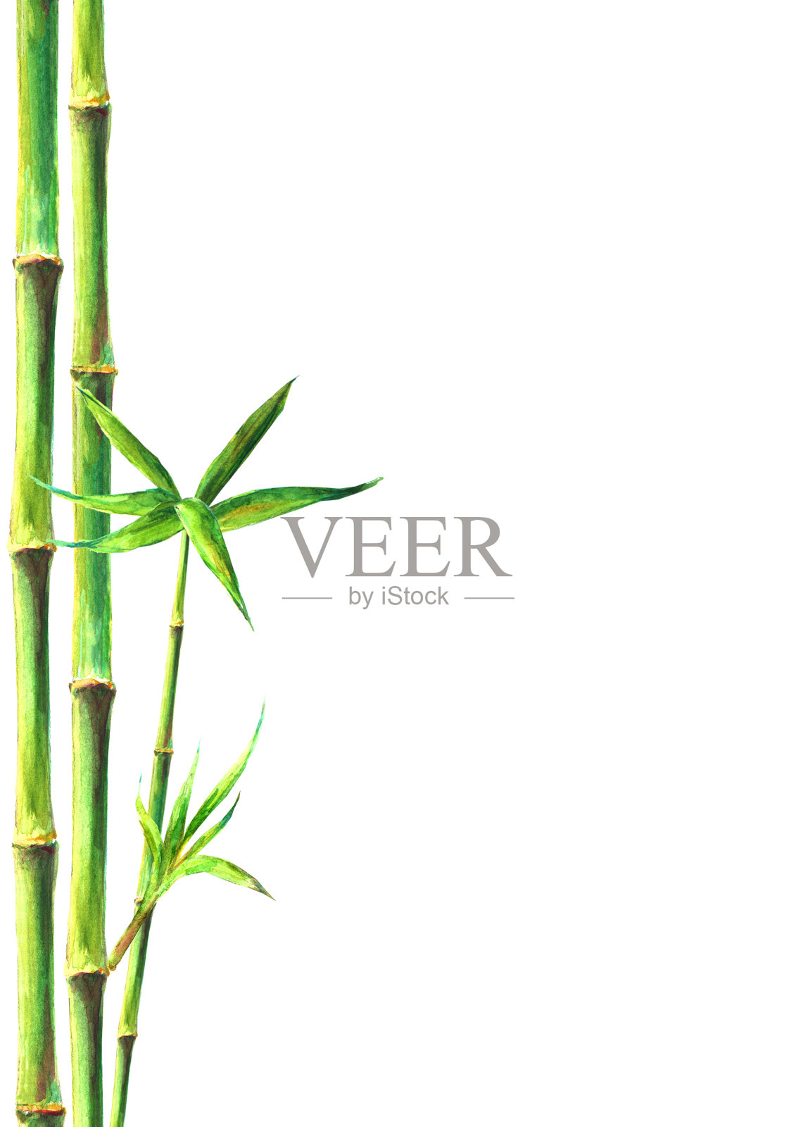 竹林温泉背景。水彩手绘绿色植物插图与文字空间设计元素图片