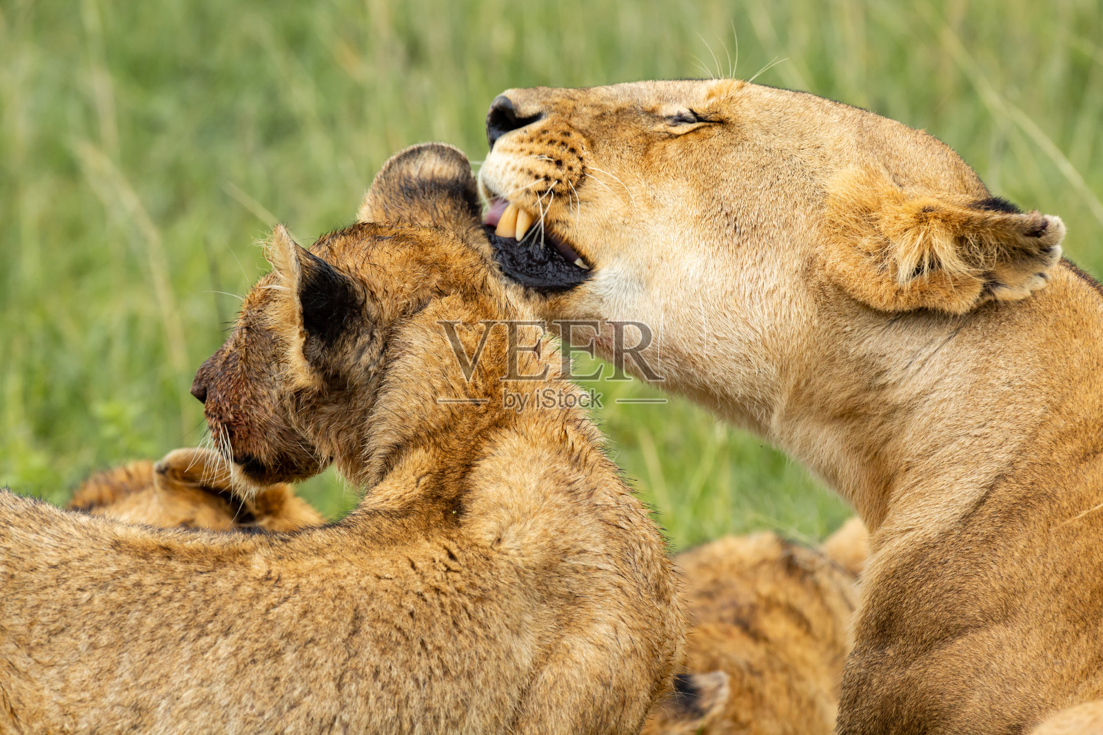 母狮子照顾小狮子图片