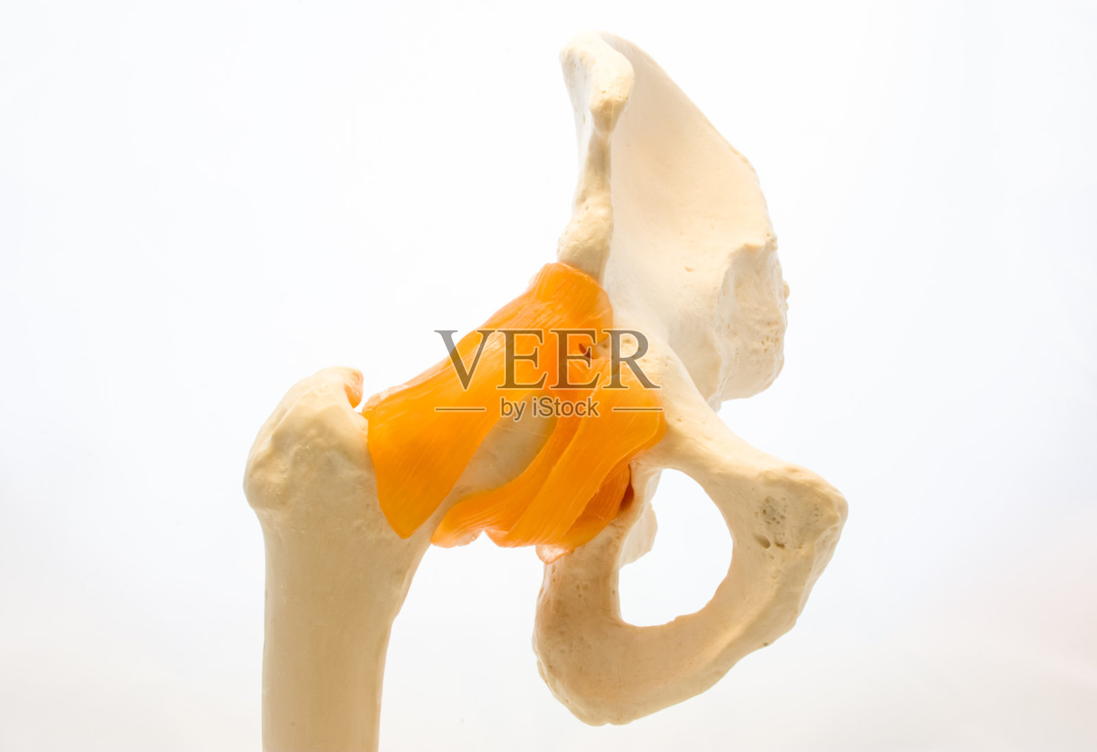 在白色背景前腹视图上分离股骨和骨盆骨与肌腱韧带的髋关节解剖模型。骨盆解剖和结构的研究照片照片摄影图片