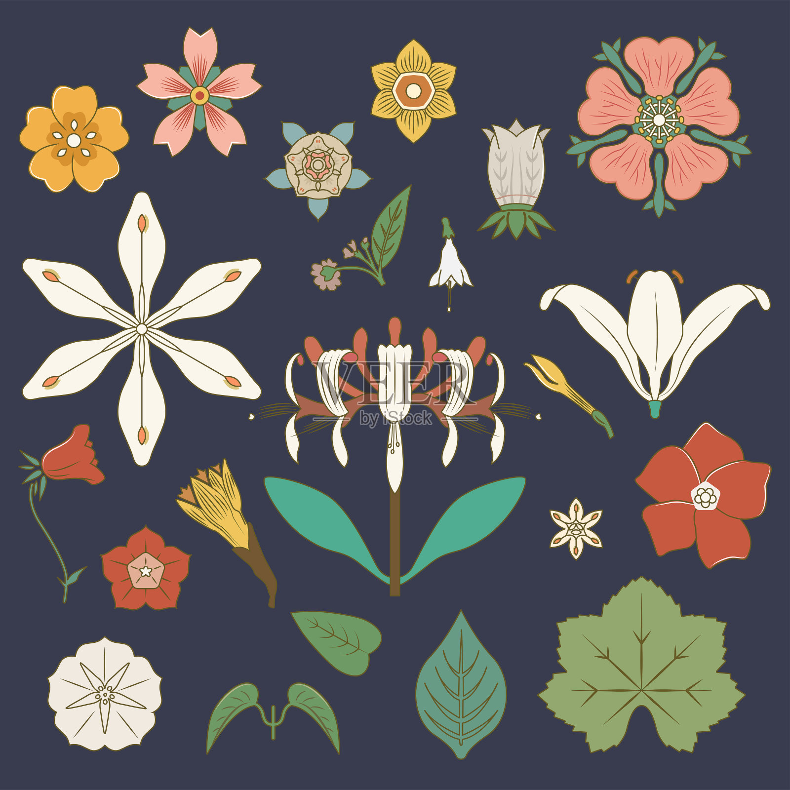 鲜花和植物插画图片素材
