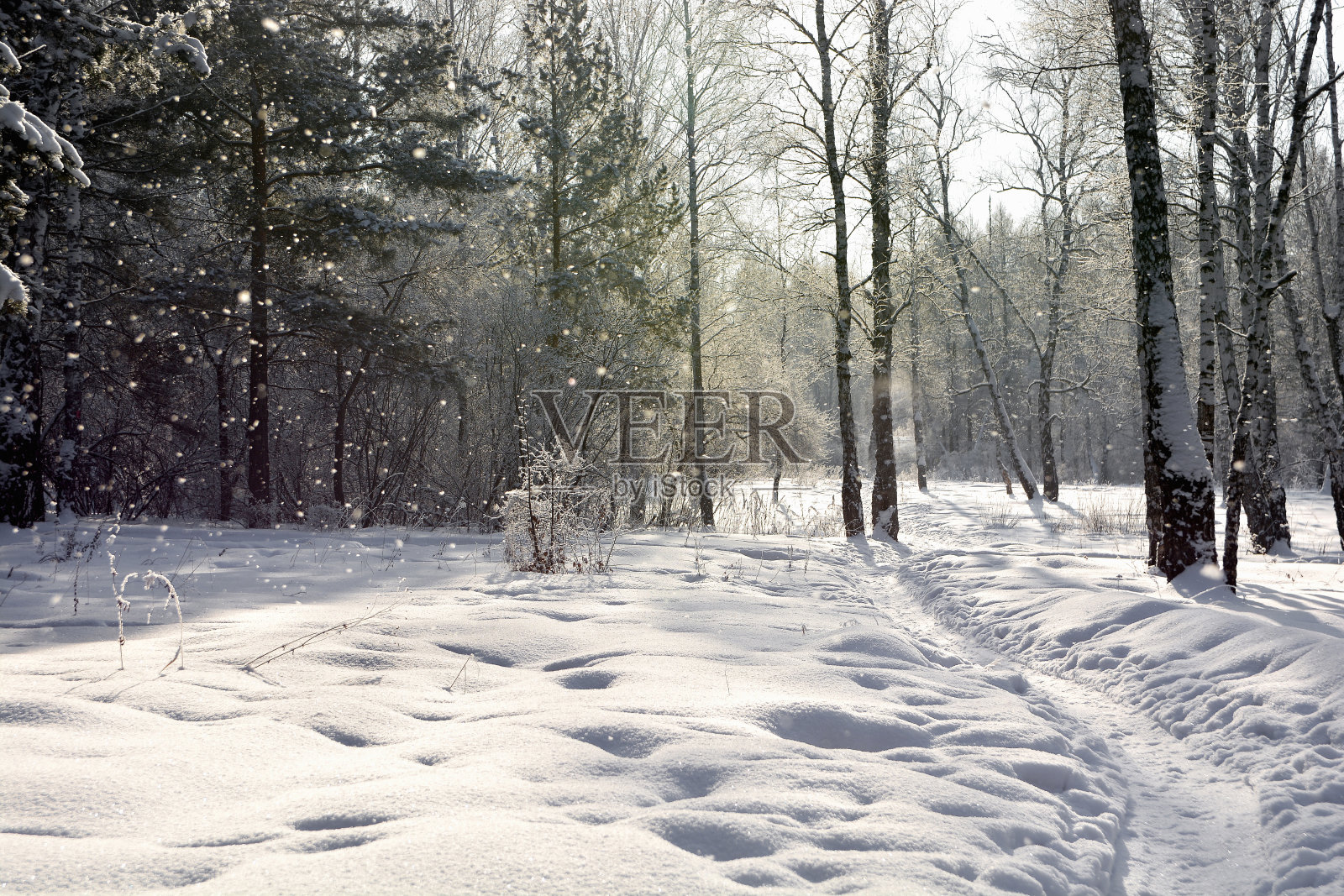 美丽的风景冬季白桦林和松林。雪中的树照片摄影图片