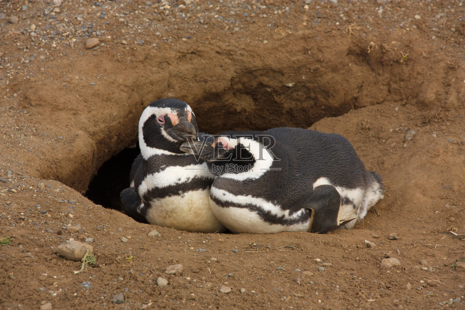 两只麦哲伦企鹅(Spheniscus magellanicus)在一个洞口照片摄影图片