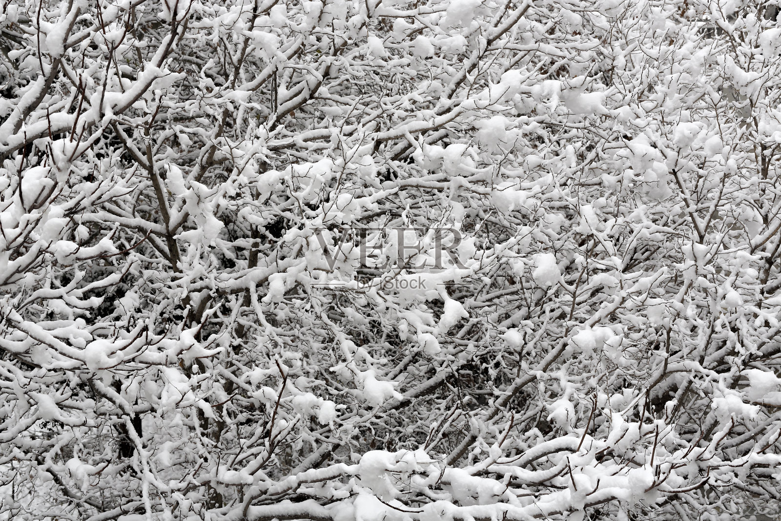 雪在树上照片摄影图片