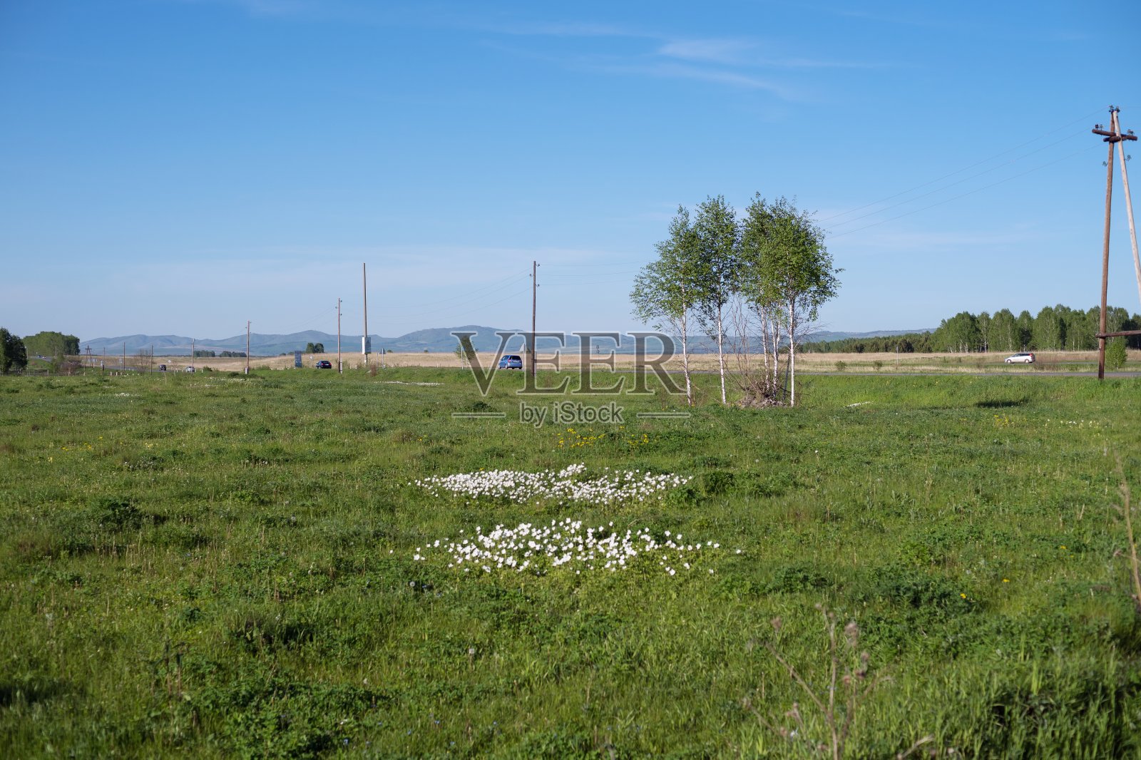 在道路的背景中，白色的银莲花(Anemone nemorosa)生长在夏天的草地上。照片摄影图片
