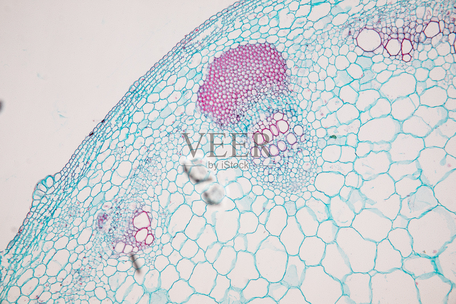 显微镜下观察植物茎干横切面照片摄影图片_ID:160118228-Veer图库