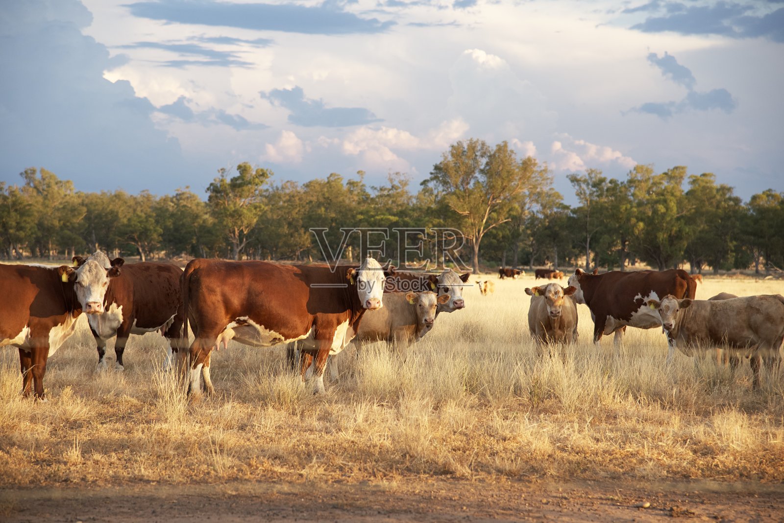 下午阳光下的一群肉牛照片摄影图片
