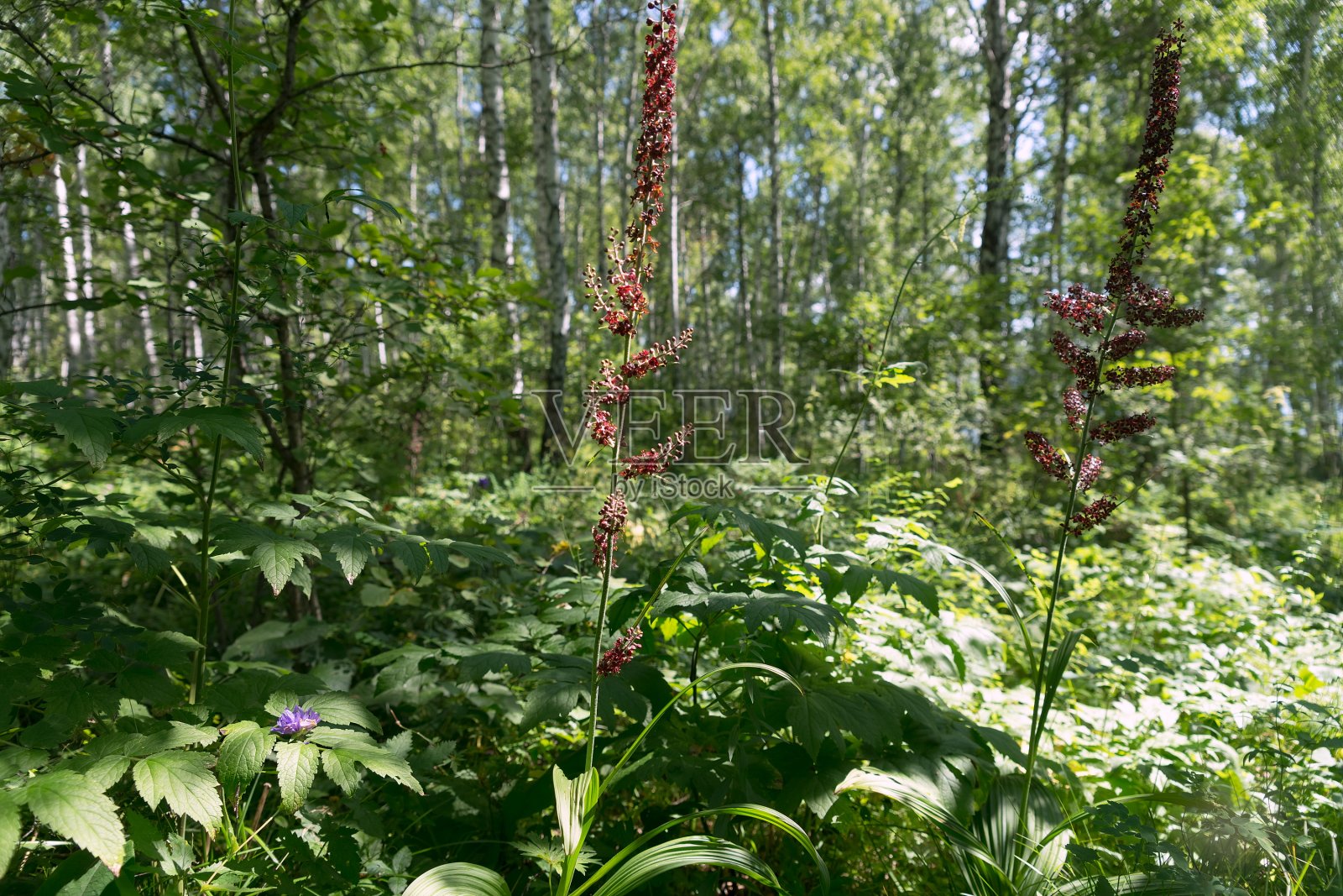 野生植物黑假嚏根草(Veratrum nigrum L.)在其自然环境的桦树林中开花。照片摄影图片