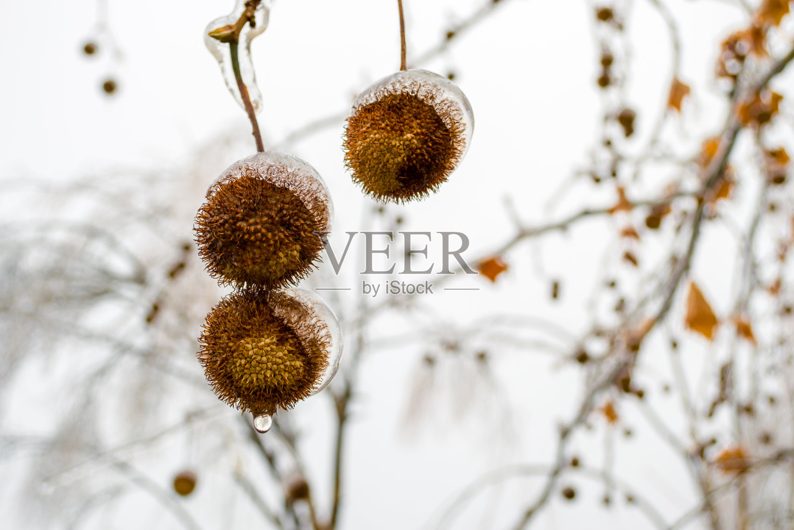 冬天，在城市公园里，冰冷的栗子壳紧贴在树枝上，水滴从壳上滴下来。照片摄影图片