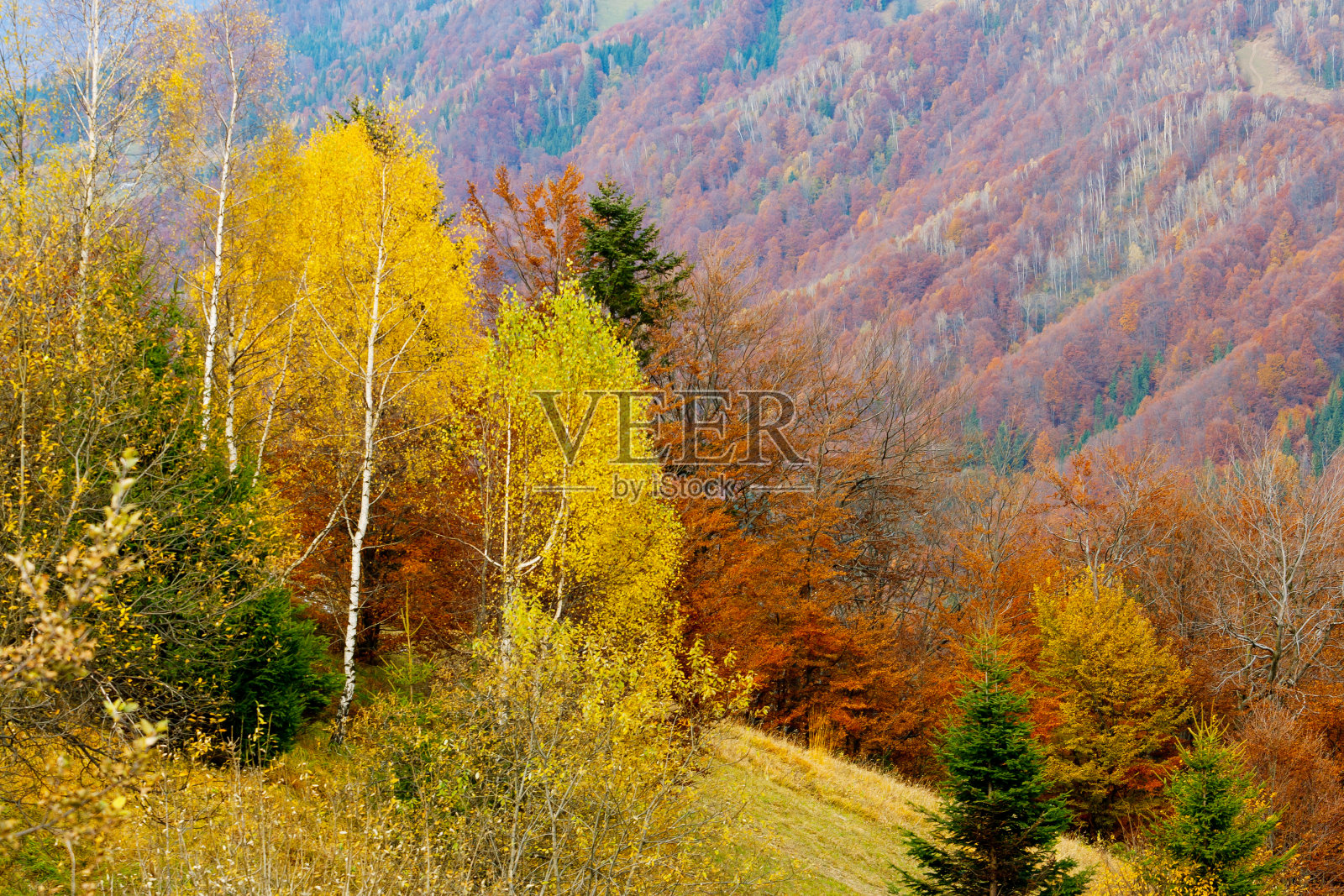 山上的秋季景观有丰富多彩的森林照片摄影图片