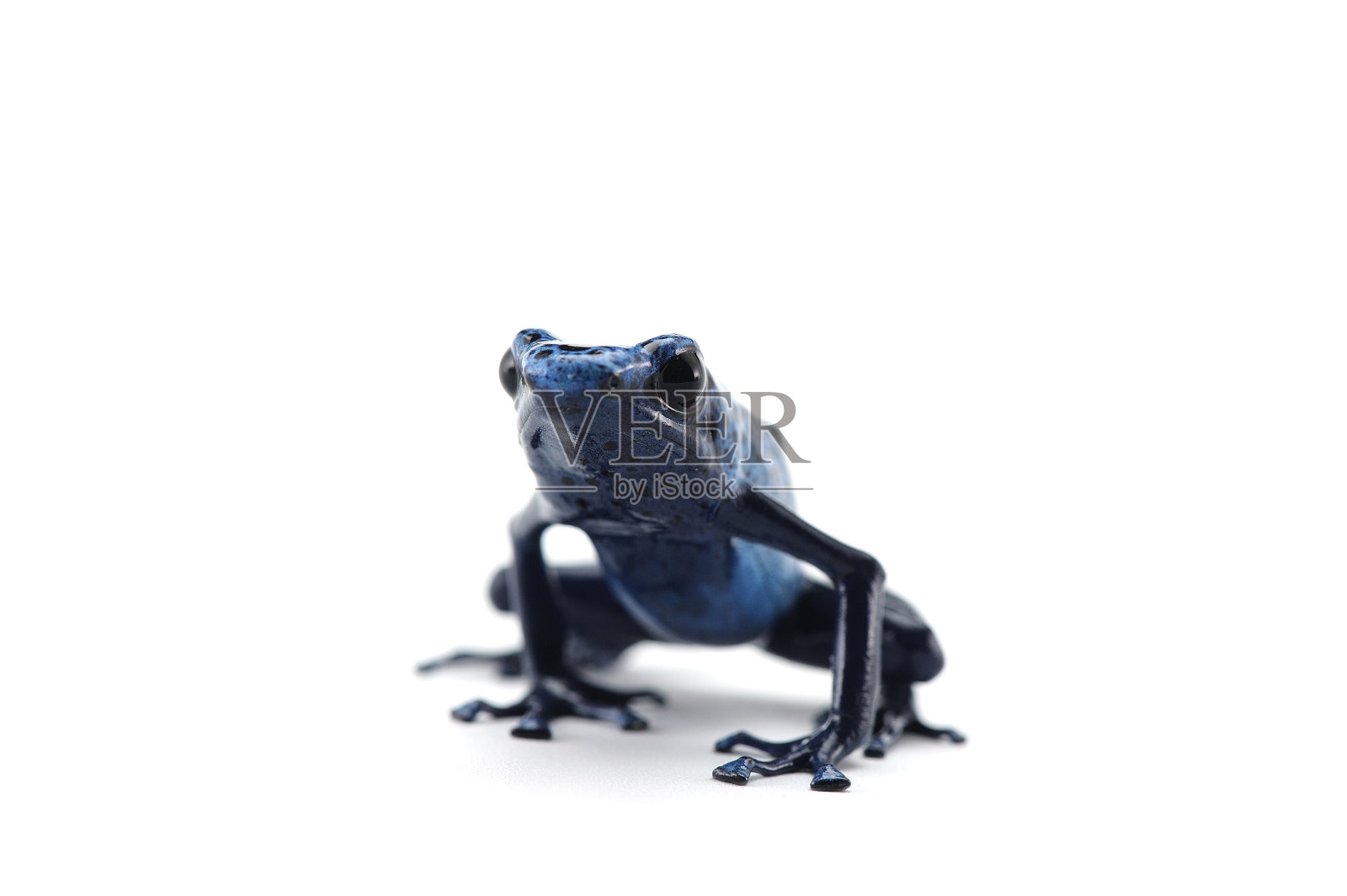 蓝色箭毒蛙孤立在白色背景上照片摄影图片