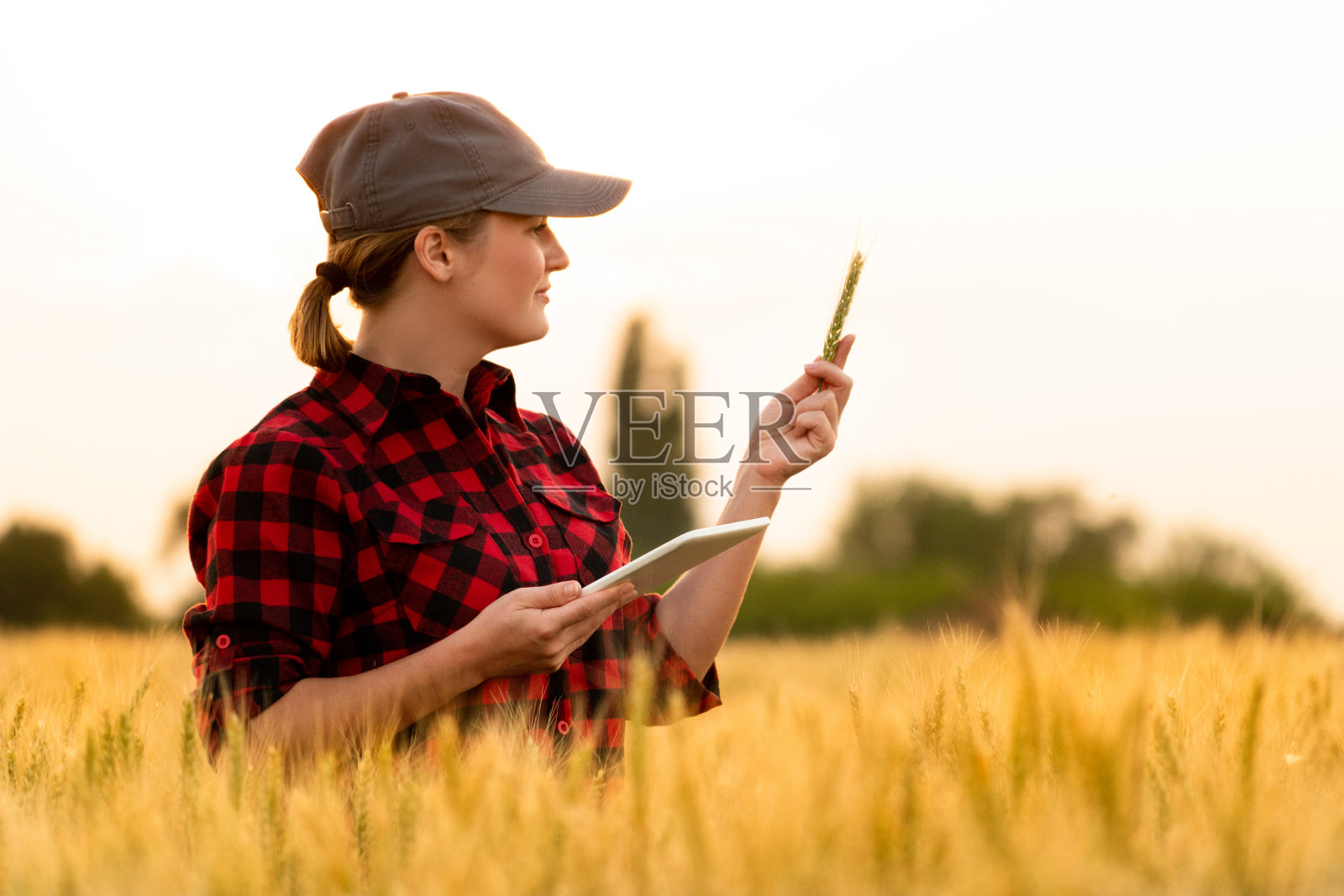 一位女农民正在检查田里的谷物，并将数据从平板电脑发送到云端照片摄影图片