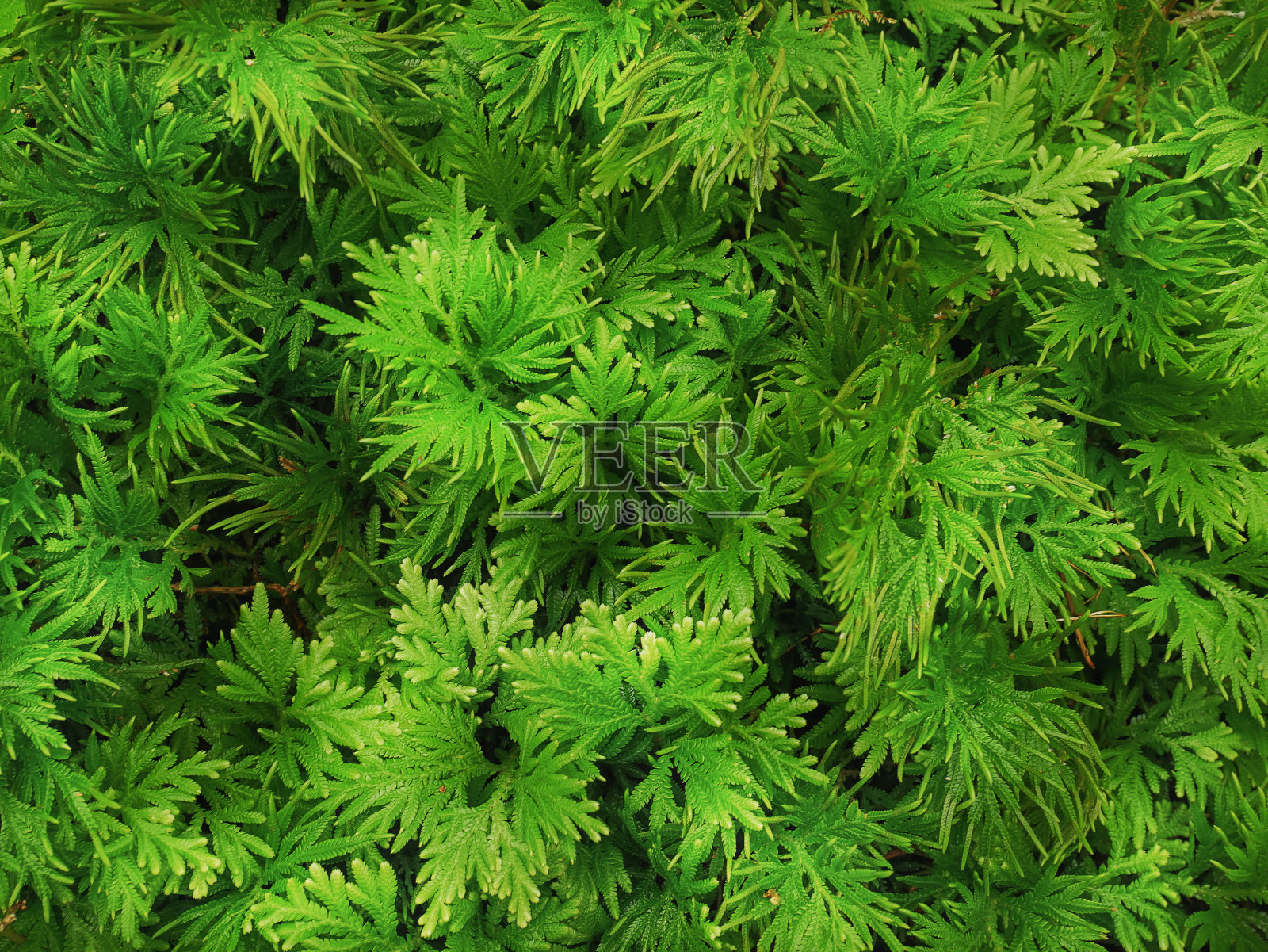 全框架背景的绿色蕨类与小叶子照片摄影图片