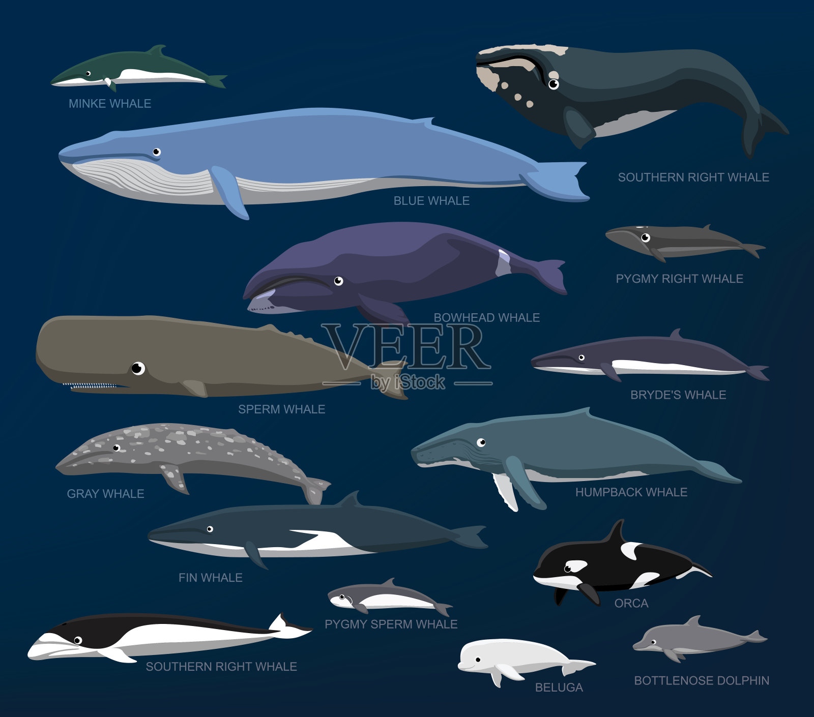 鲸鱼种类大小比较集卡通矢量插图设计元素图片