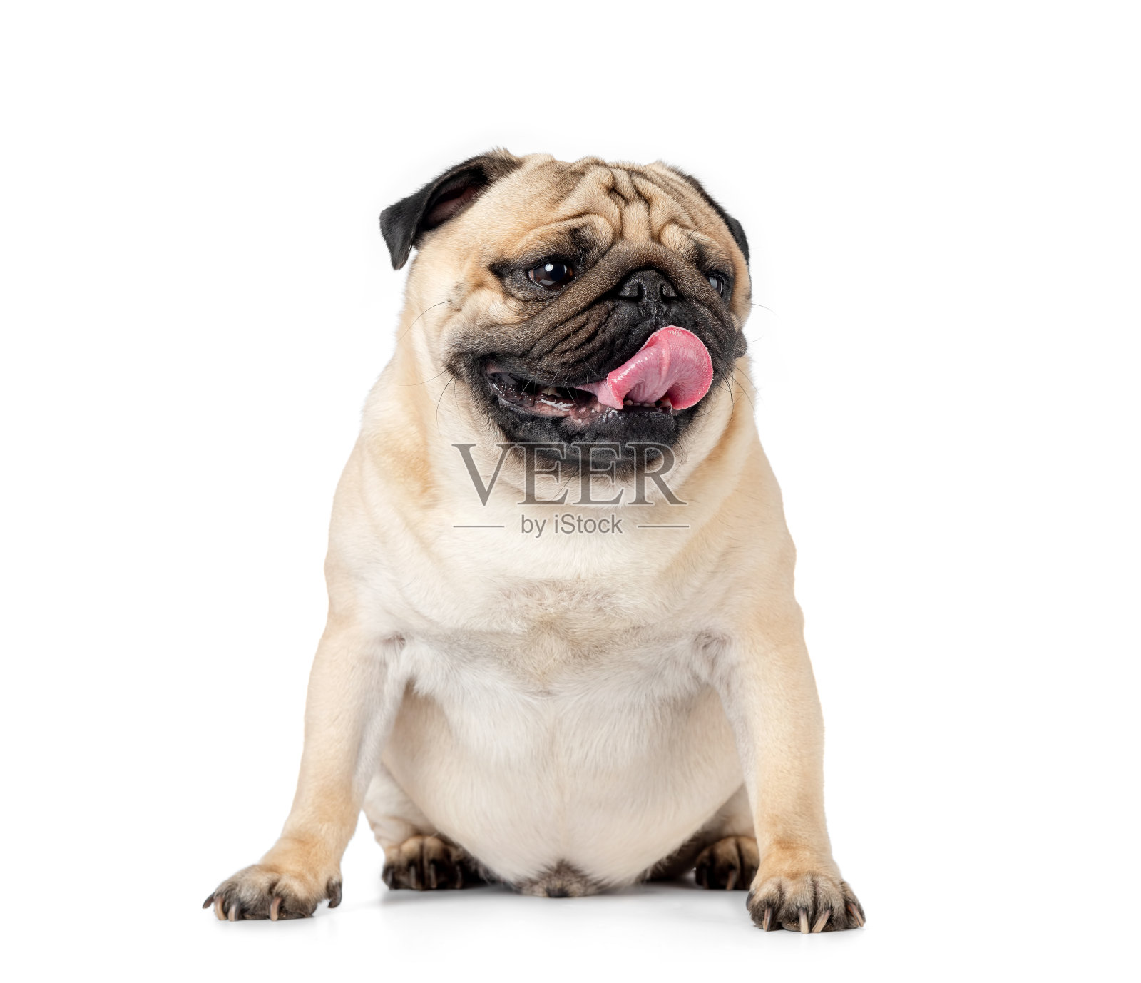 坐着的哈巴狗伸出舌头，孤立在白色背景上。照片摄影图片