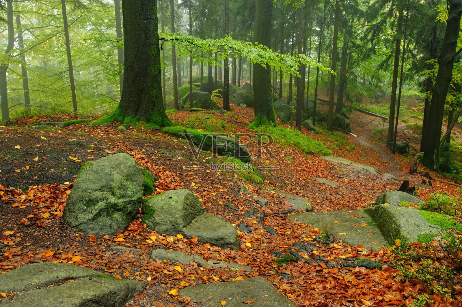 美丽多彩的秋天森林照片摄影图片