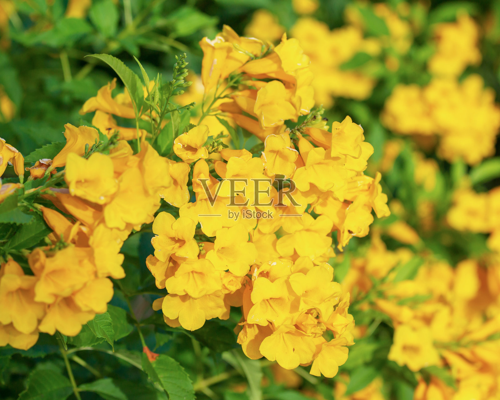 黄色的花。照片摄影图片