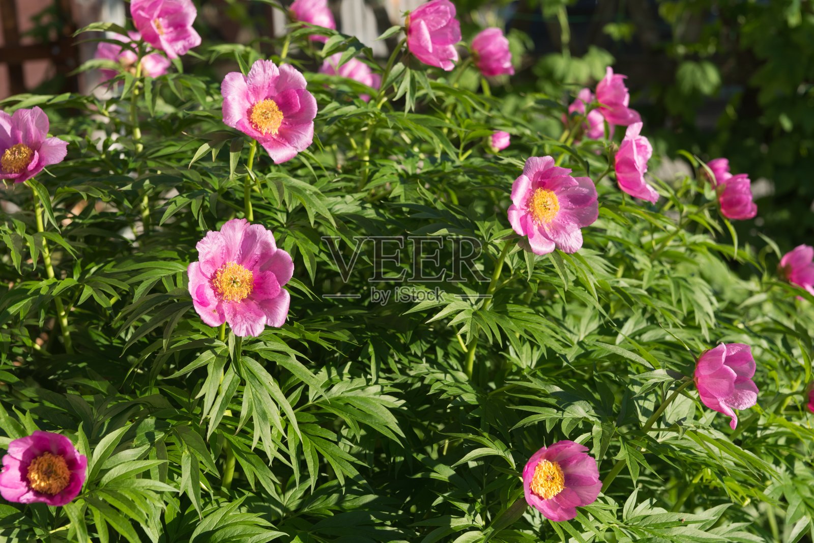 一种野生的、粉红色的、纯种的牡丹花的灌木。芍药在花园里开花。照片摄影图片