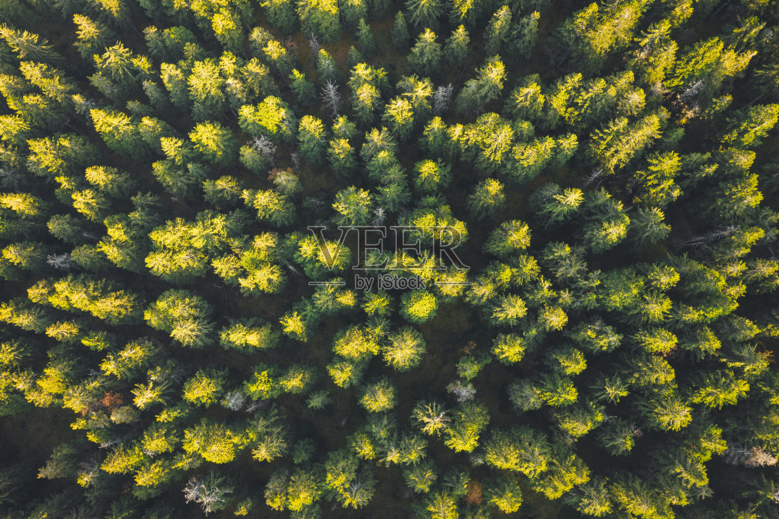 自然模式-松树照片摄影图片