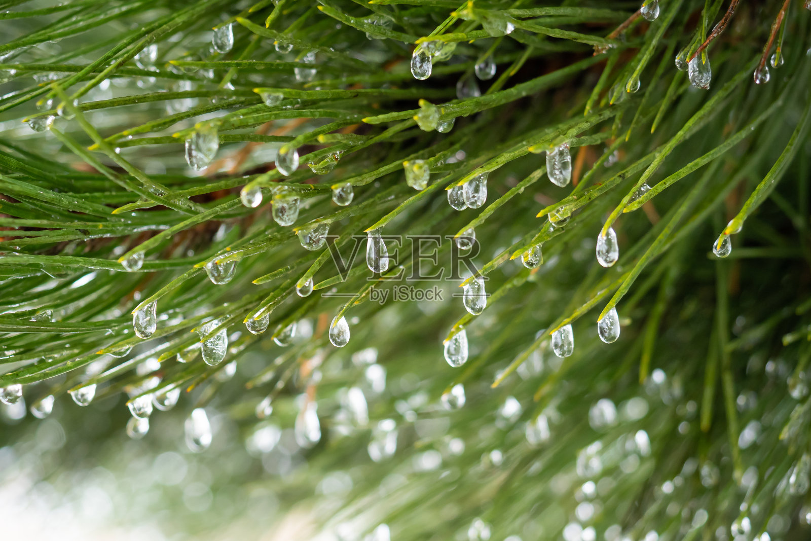 松树树枝上冻僵的水珠。冬天的自然背景。照片摄影图片