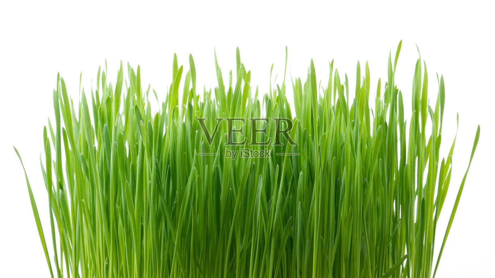 新鲜的绿色小麦草孤立在白色的背景照片摄影图片