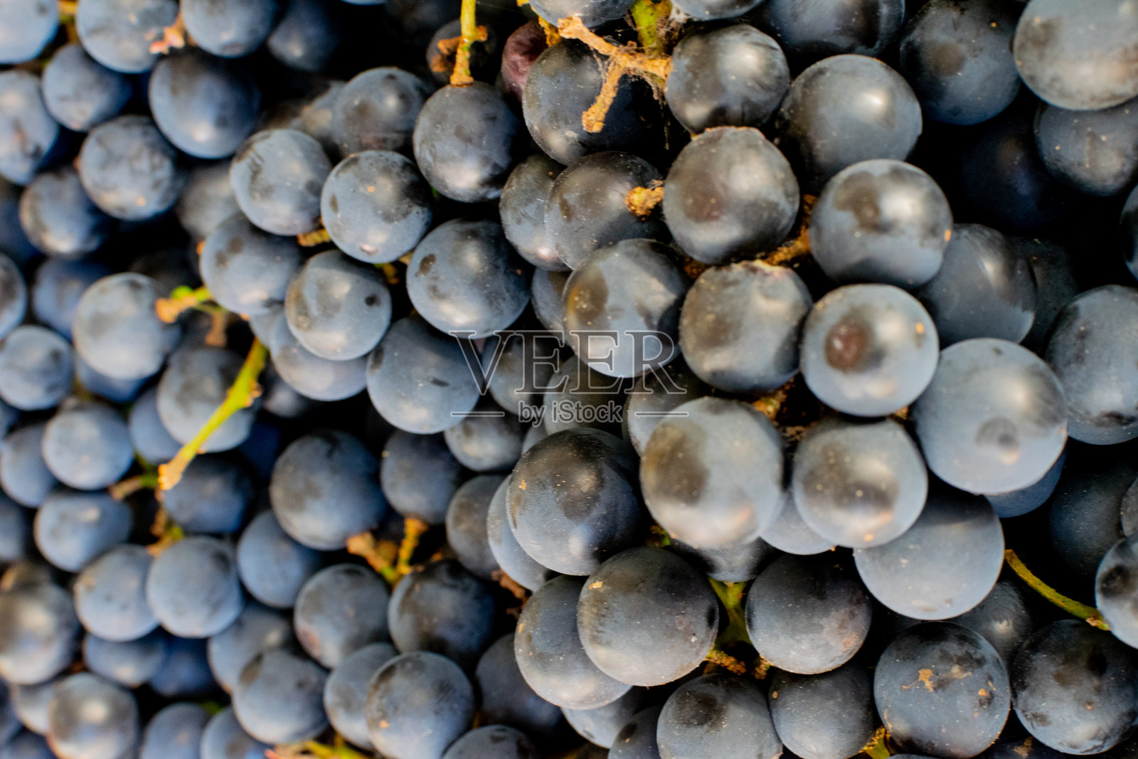 背景由美丽的紫色和多汁的葡萄照片摄影图片