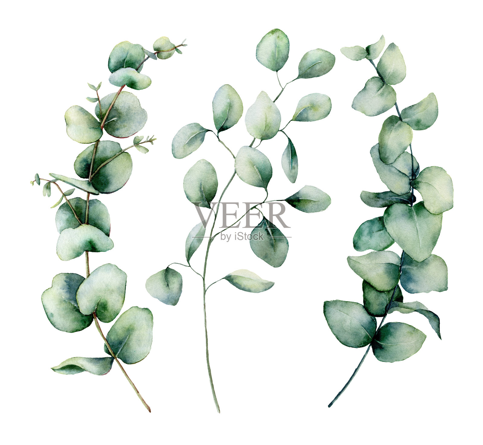 水彩银元桉树集。手绘婴儿，种子和银元桉树枝孤立在白色的背景。花卉插图设计，印刷，织物或背景。插画图片素材