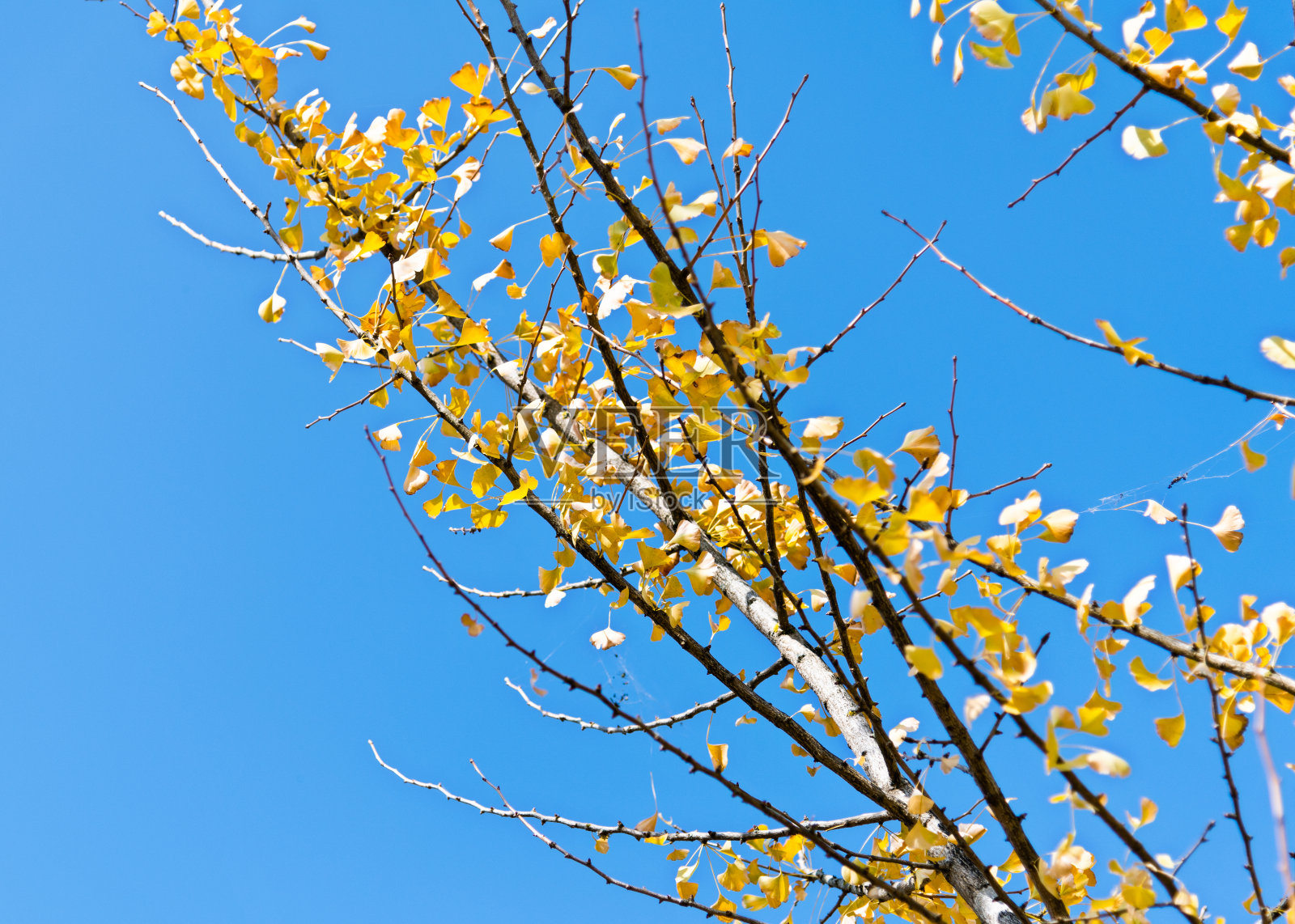 银杏树的树枝上有黄色的叶子照片摄影图片