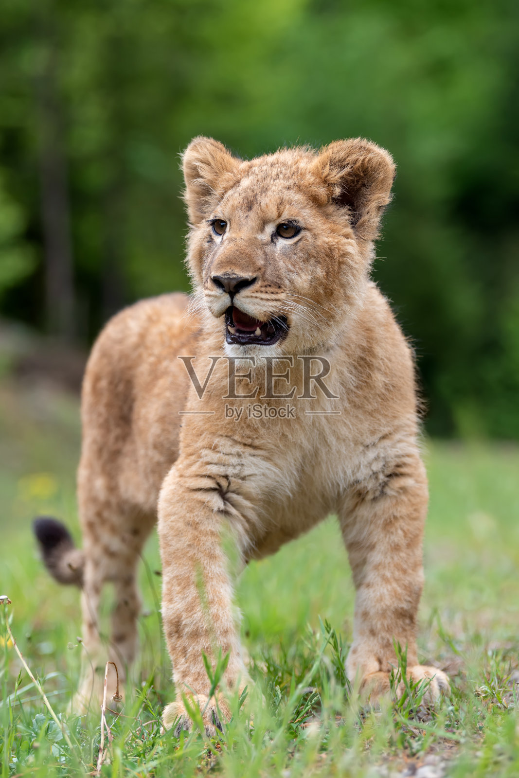 狮子幼崽在春天照片摄影图片