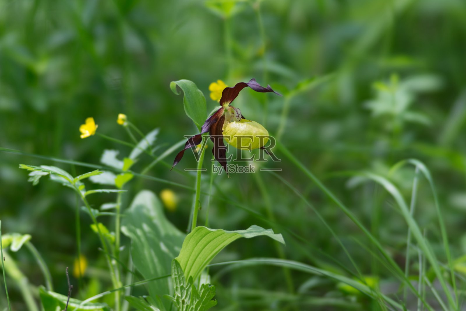 在阳光灿烂的森林草地上，奇异的野生兰花淑女拖鞋(塞浦路斯calceolus)的花。照片摄影图片