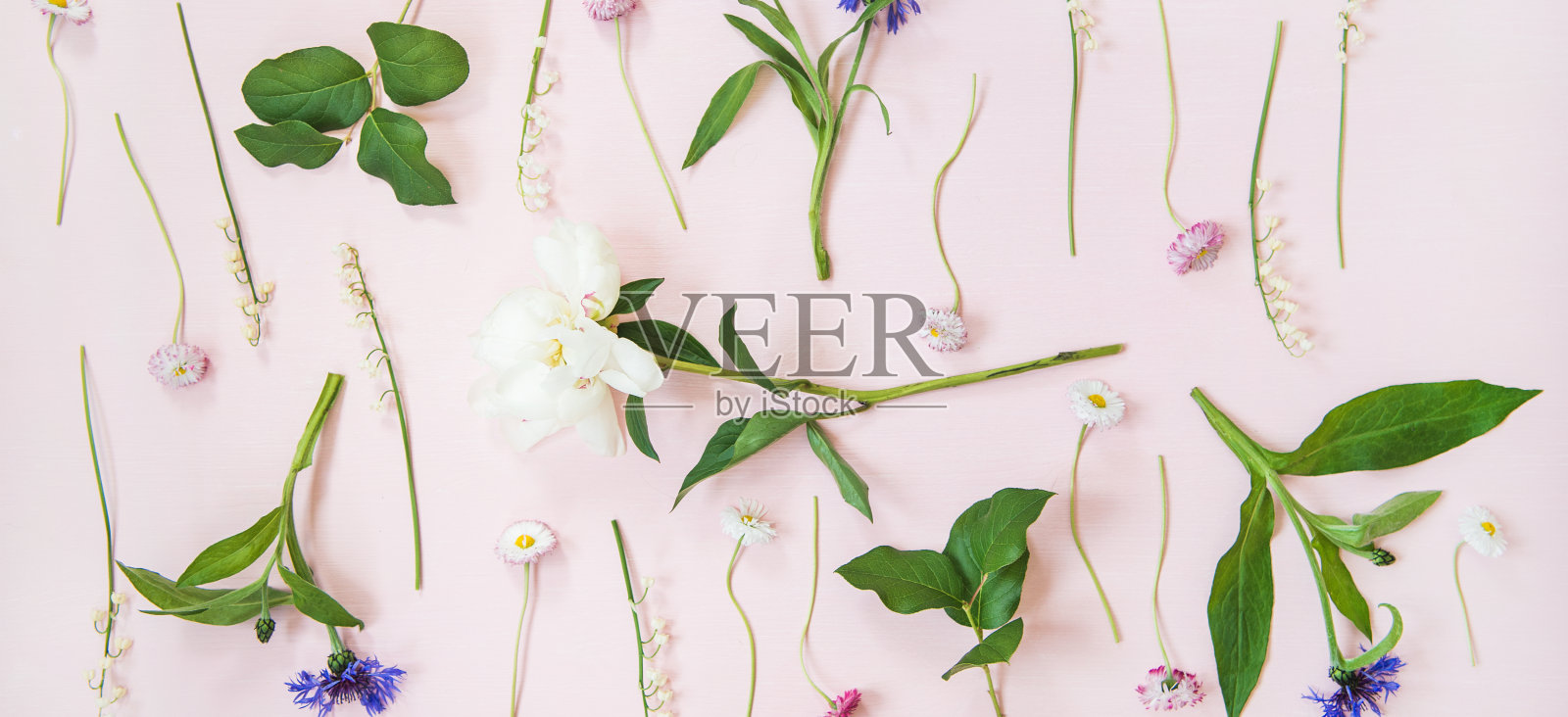 平铺的山谷百合花、矢车菊、雏菊和牡丹等园林花卉，构图宽广照片摄影图片