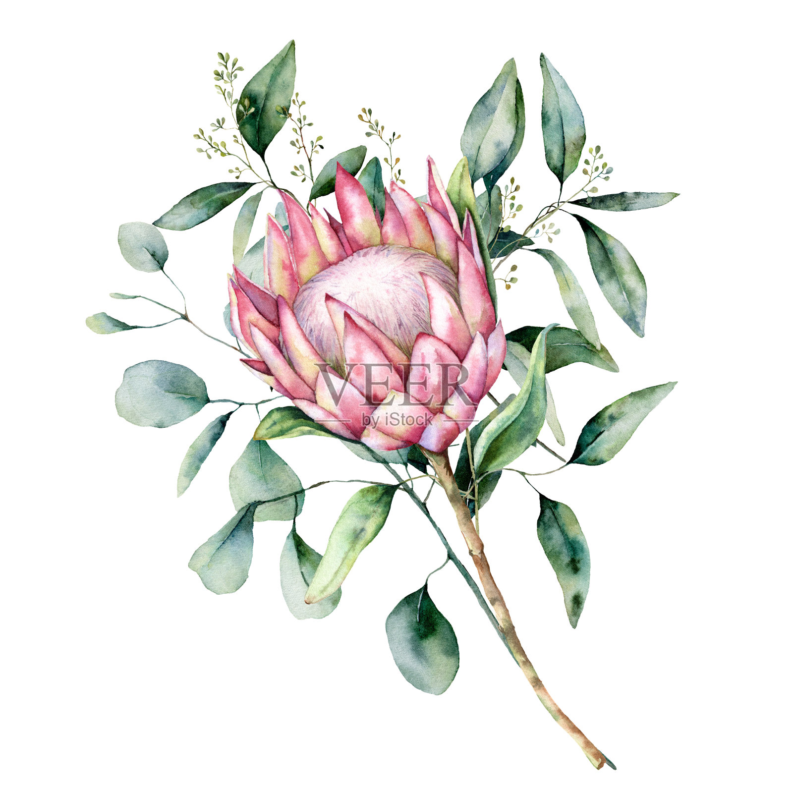 水彩花束与桉树叶。手画粉红色的花与树枝孤立在白色的背景。自然植物插图设计，印刷。现实的微妙的植物。插画图片素材