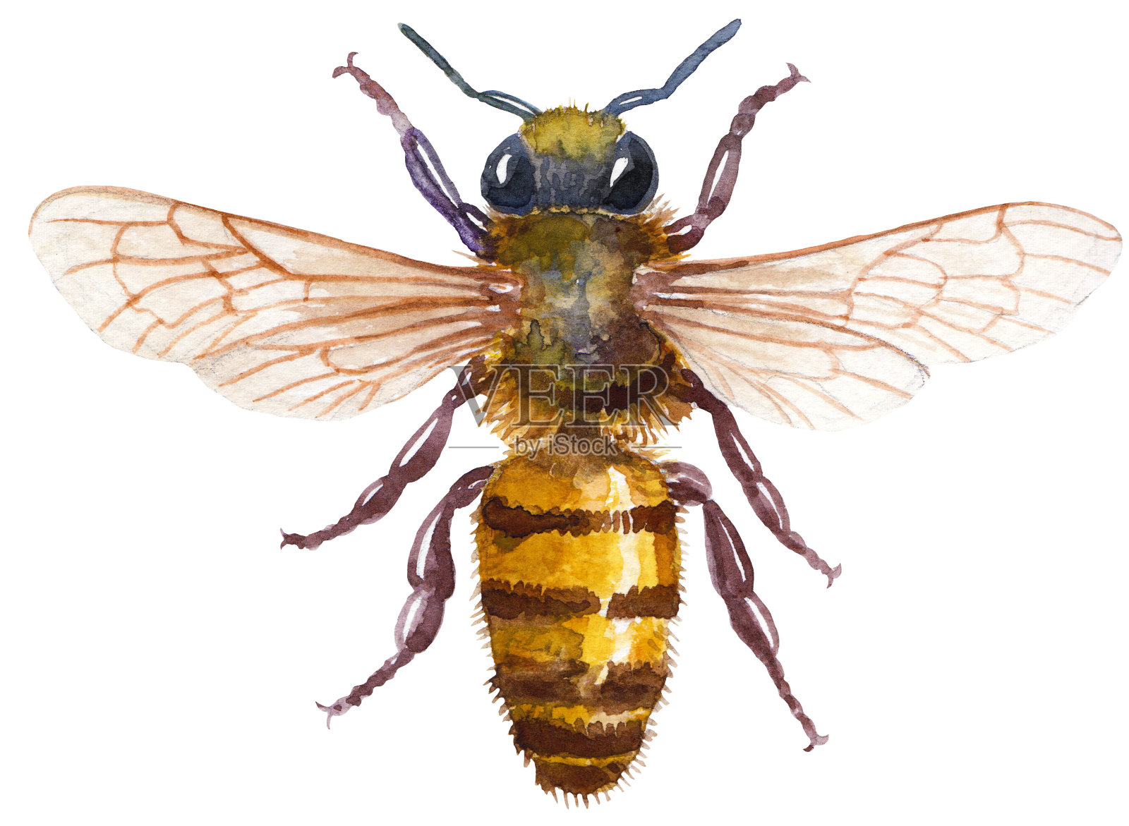 蜜蜂水彩插图，孤立在白色与工作路径设计元素图片