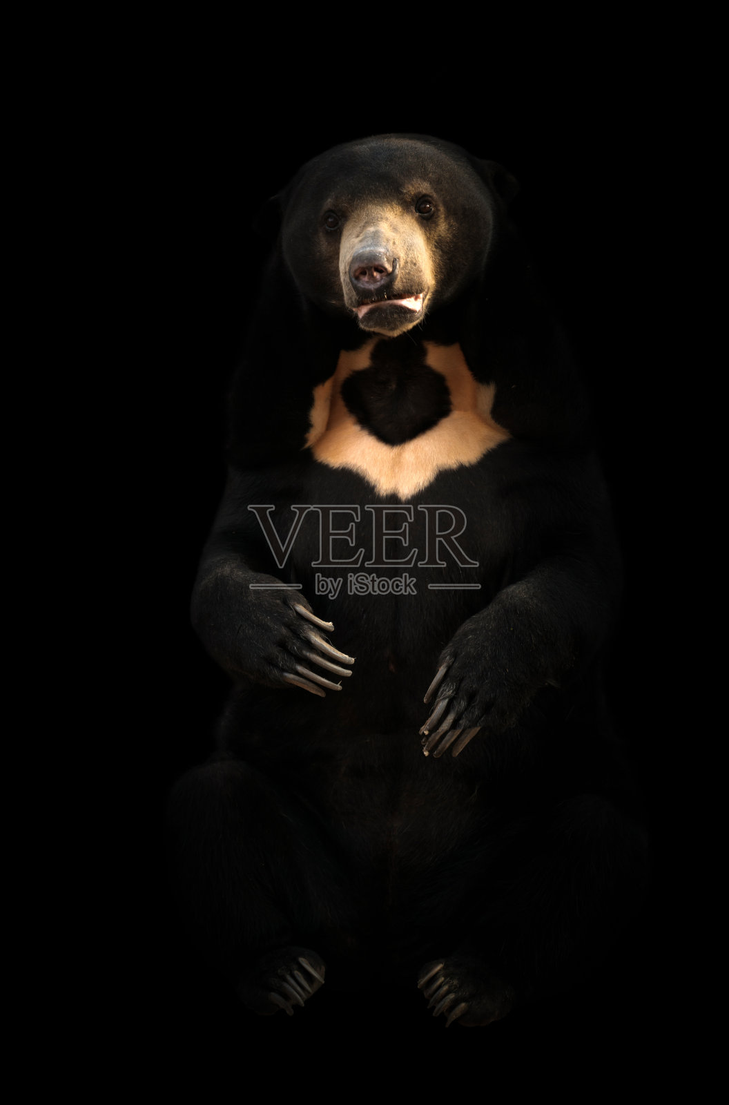马来熊坐在黑暗的背景照片摄影图片