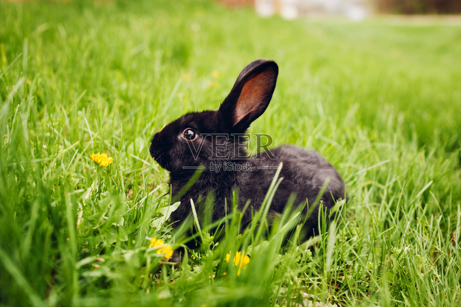 小黑兔宝宝坐在草地上。畜牧和家畜春天照片摄影图片
