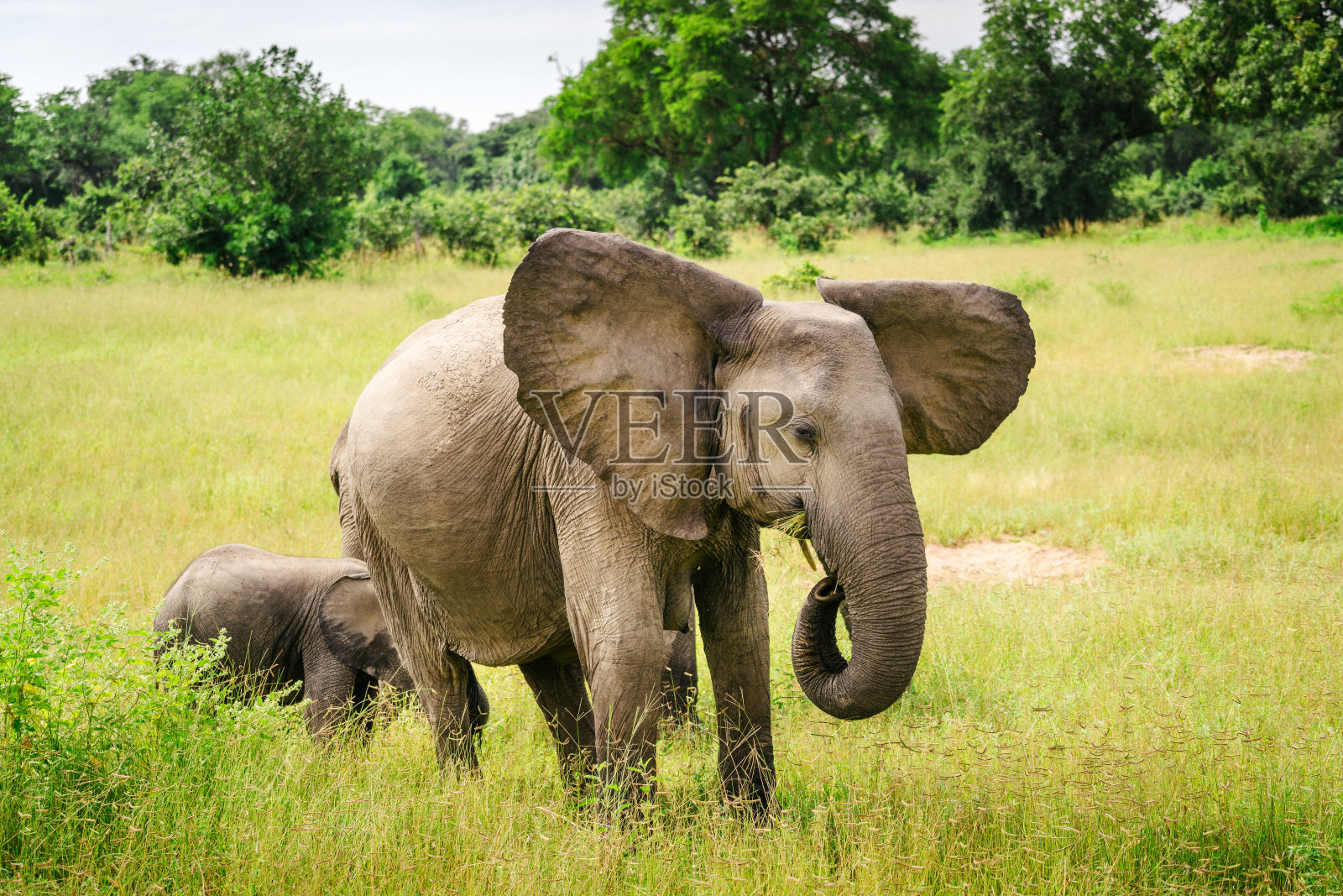 野生动物中的非洲象照片摄影图片