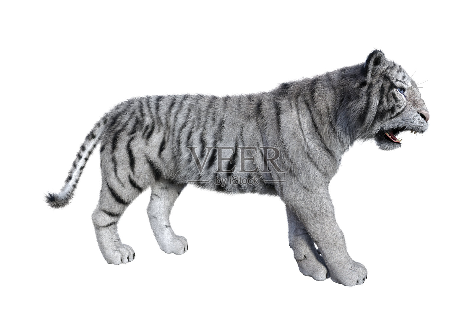 3D插图大猫老虎在白色照片摄影图片