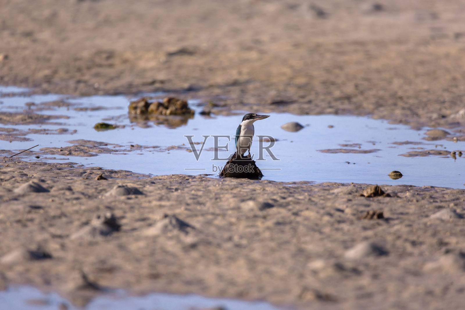 翠鸟雀科正潜伏在低潮海滩上的一个栖木上寻找猎物照片摄影图片