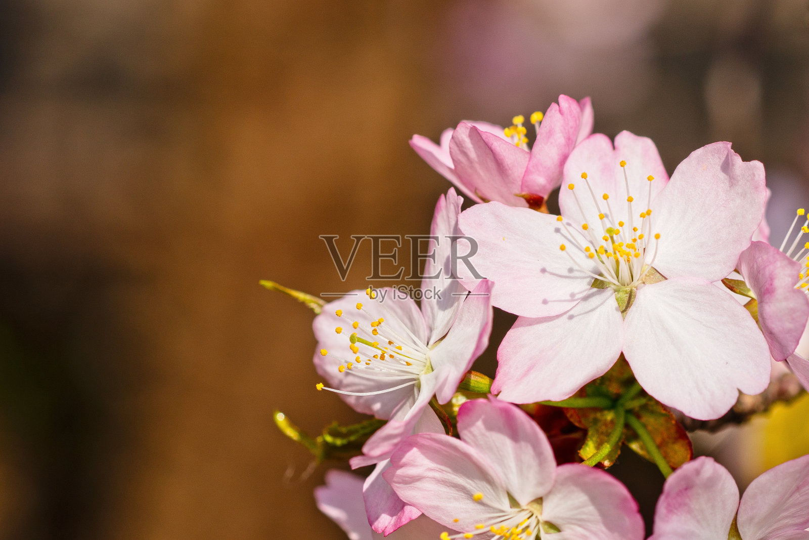 樱花日本的樱花照片摄影图片