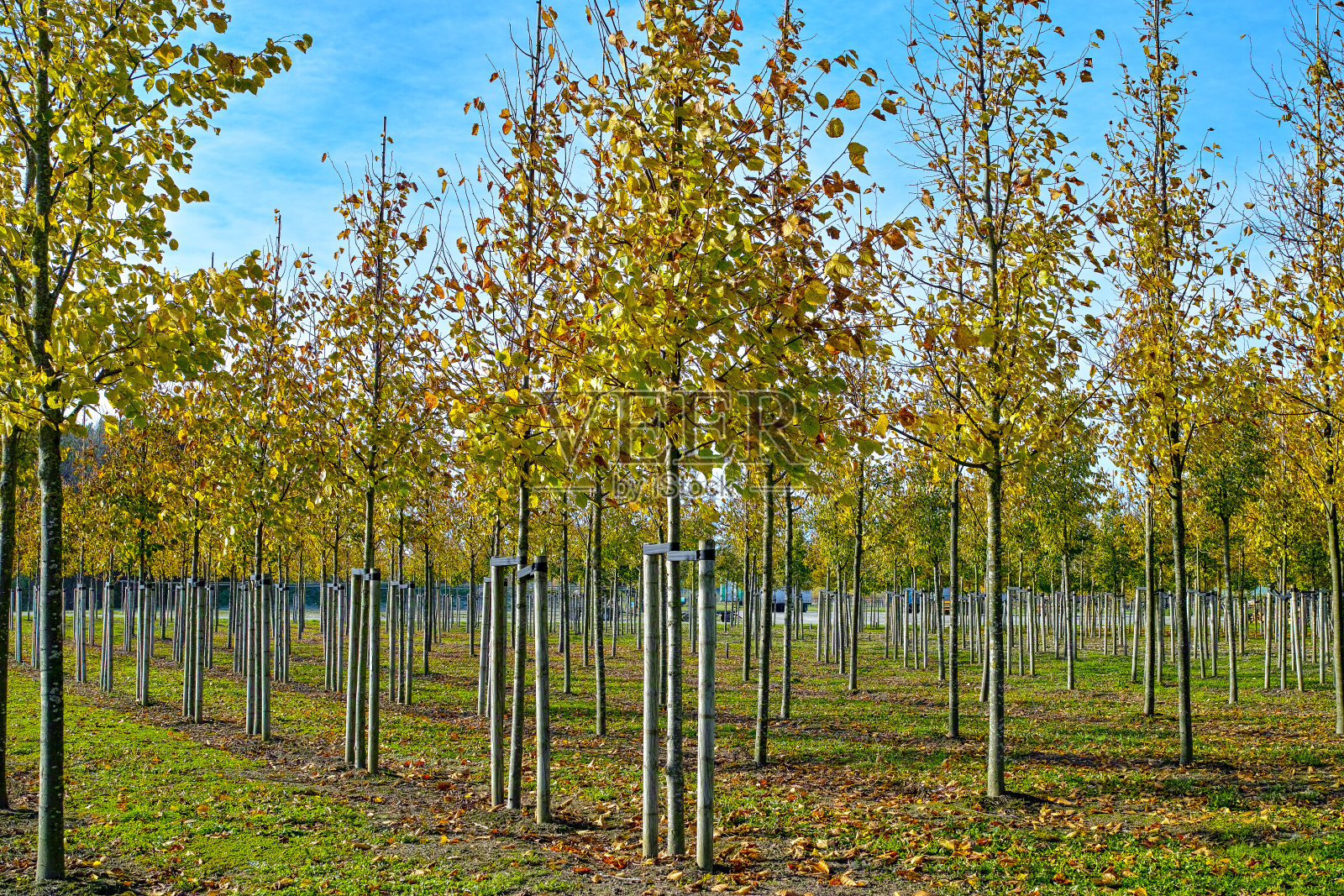 私家花园，公园树木苗圃在荷兰，专门在中型到非常大的树，灰色桤木树行照片摄影图片